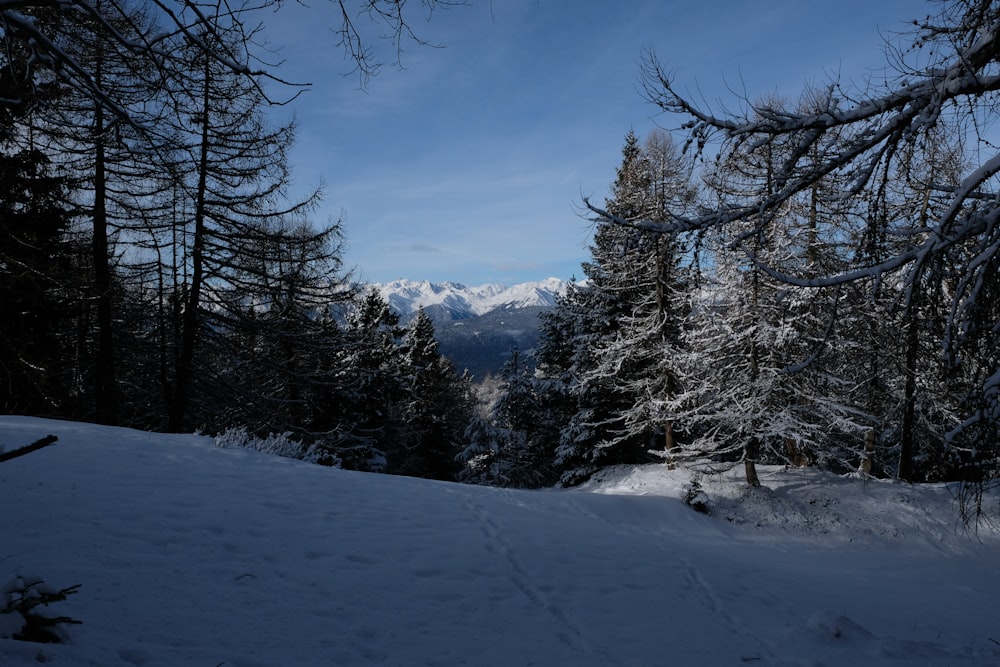 a snow covered hill with trees and mountains in the background