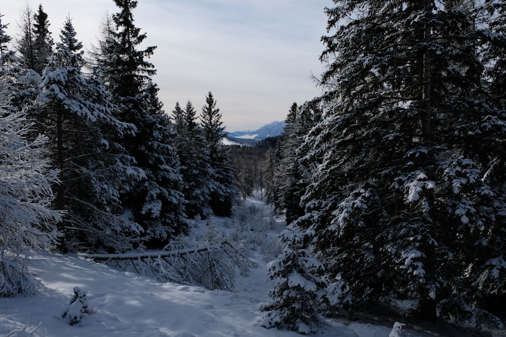 a snow covered forest filled with lots of trees