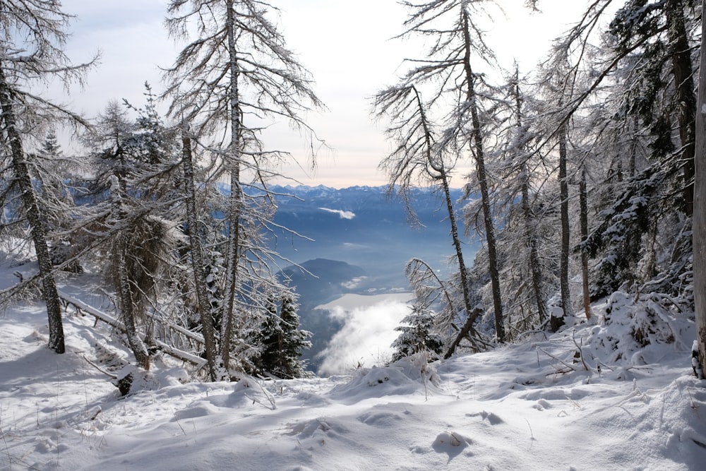 a view of a snow covered mountain with trees