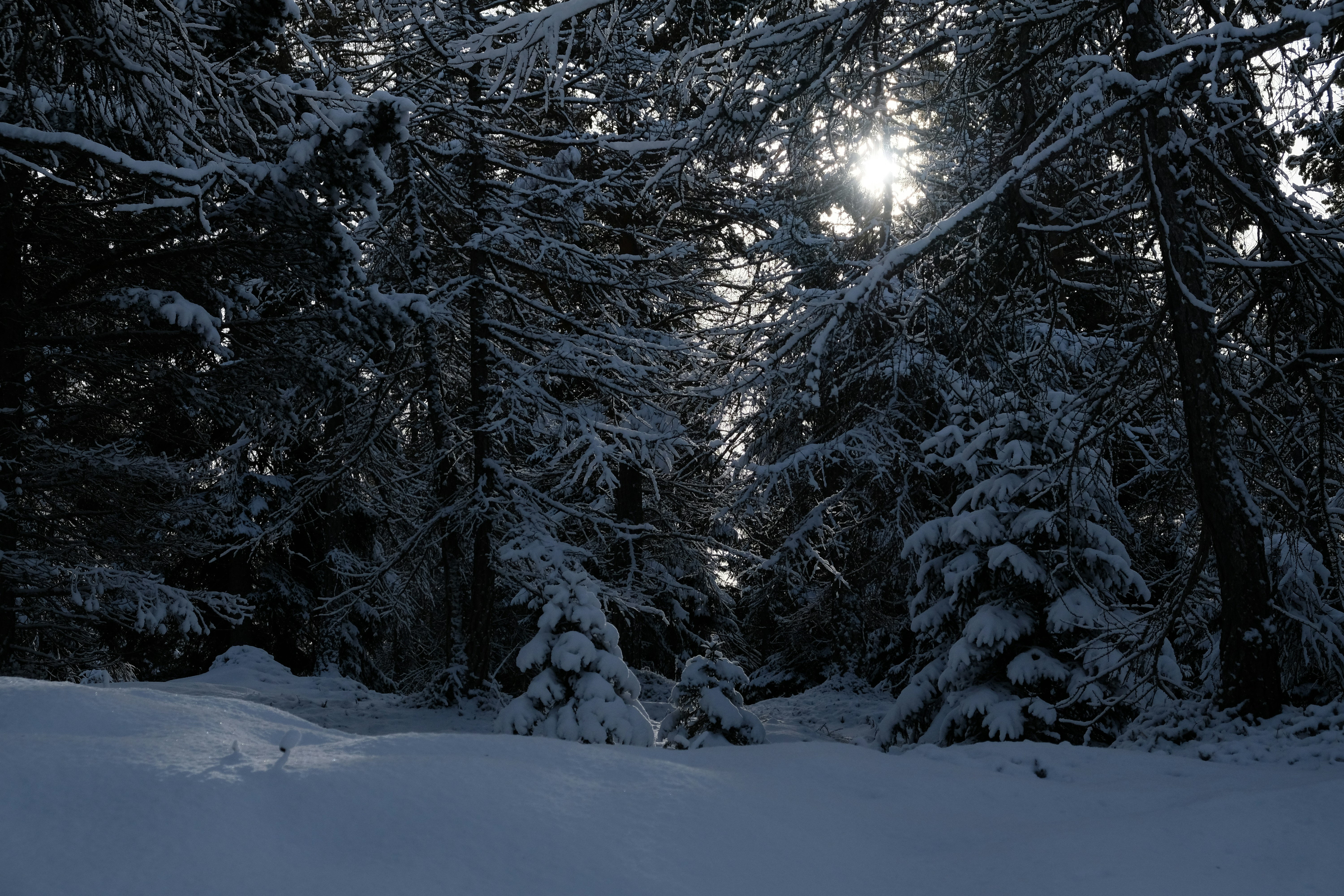 the sun is shining through the trees in the snow