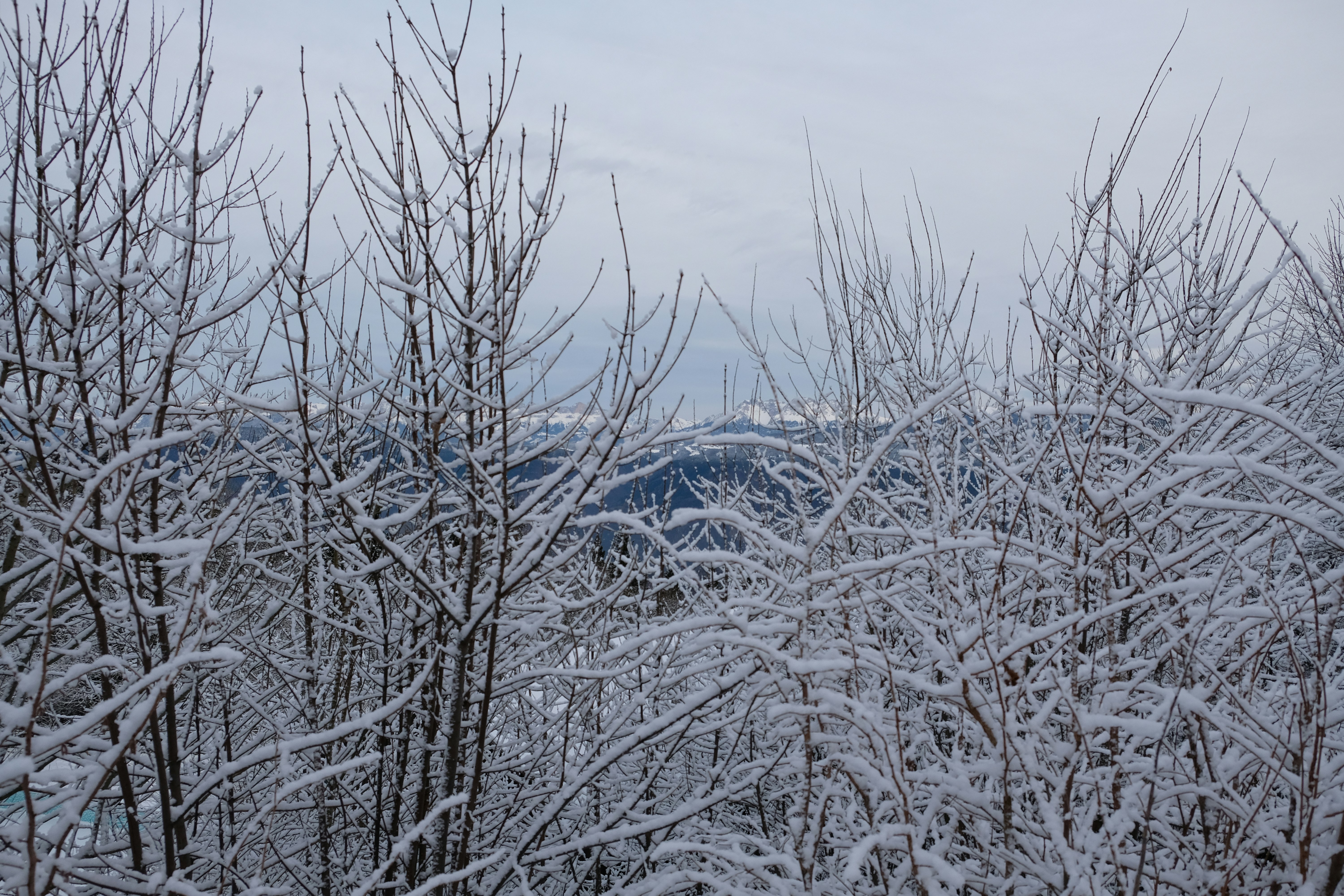 a snowy landscape with trees and mountains in the background