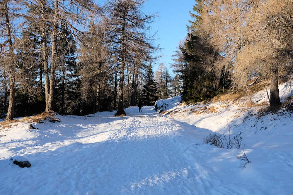 a snow covered path in the middle of a forest