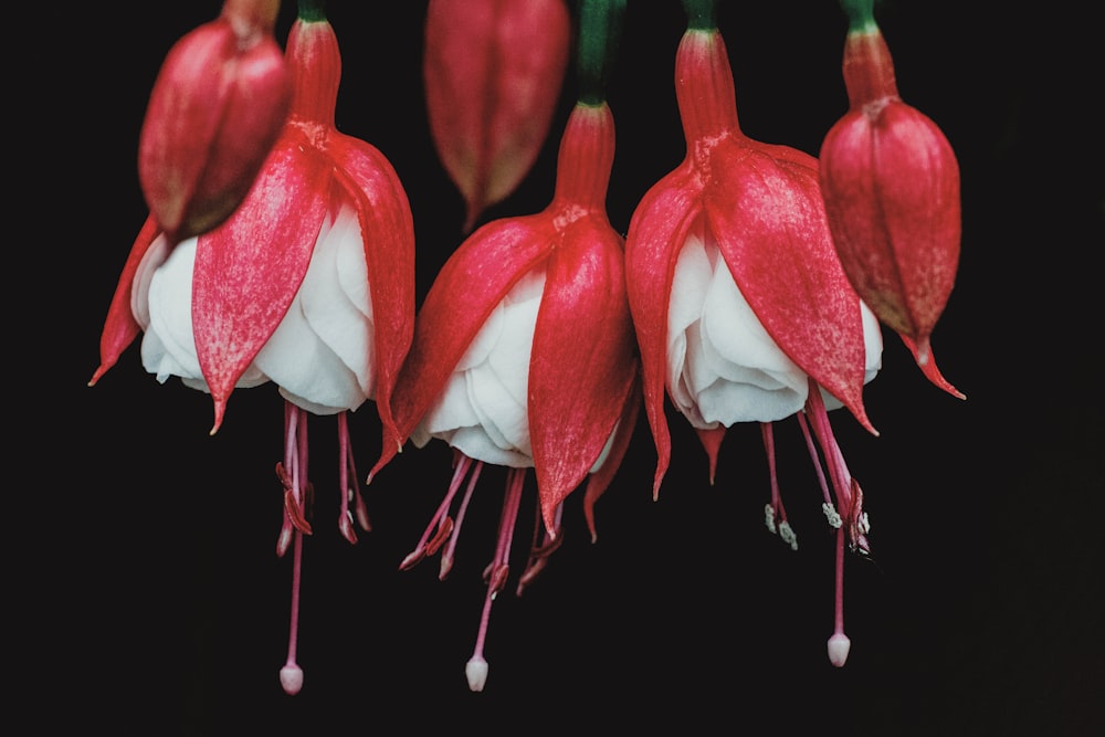 a group of red and white flowers hanging from a line
