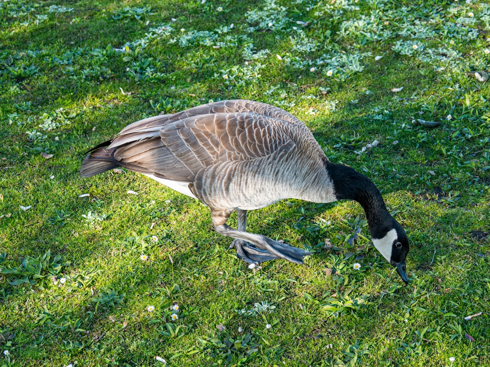 a goose standing on top of a lush green field