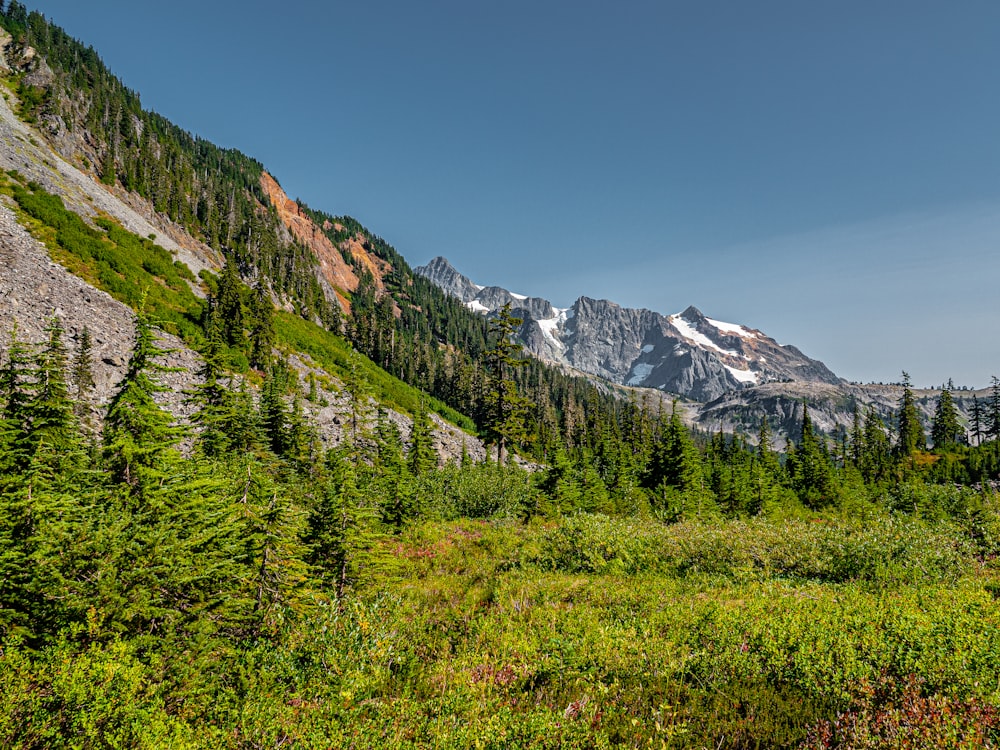 a view of a mountain range with trees and bushes