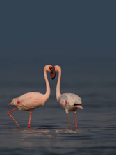two flamingos are standing in the water together