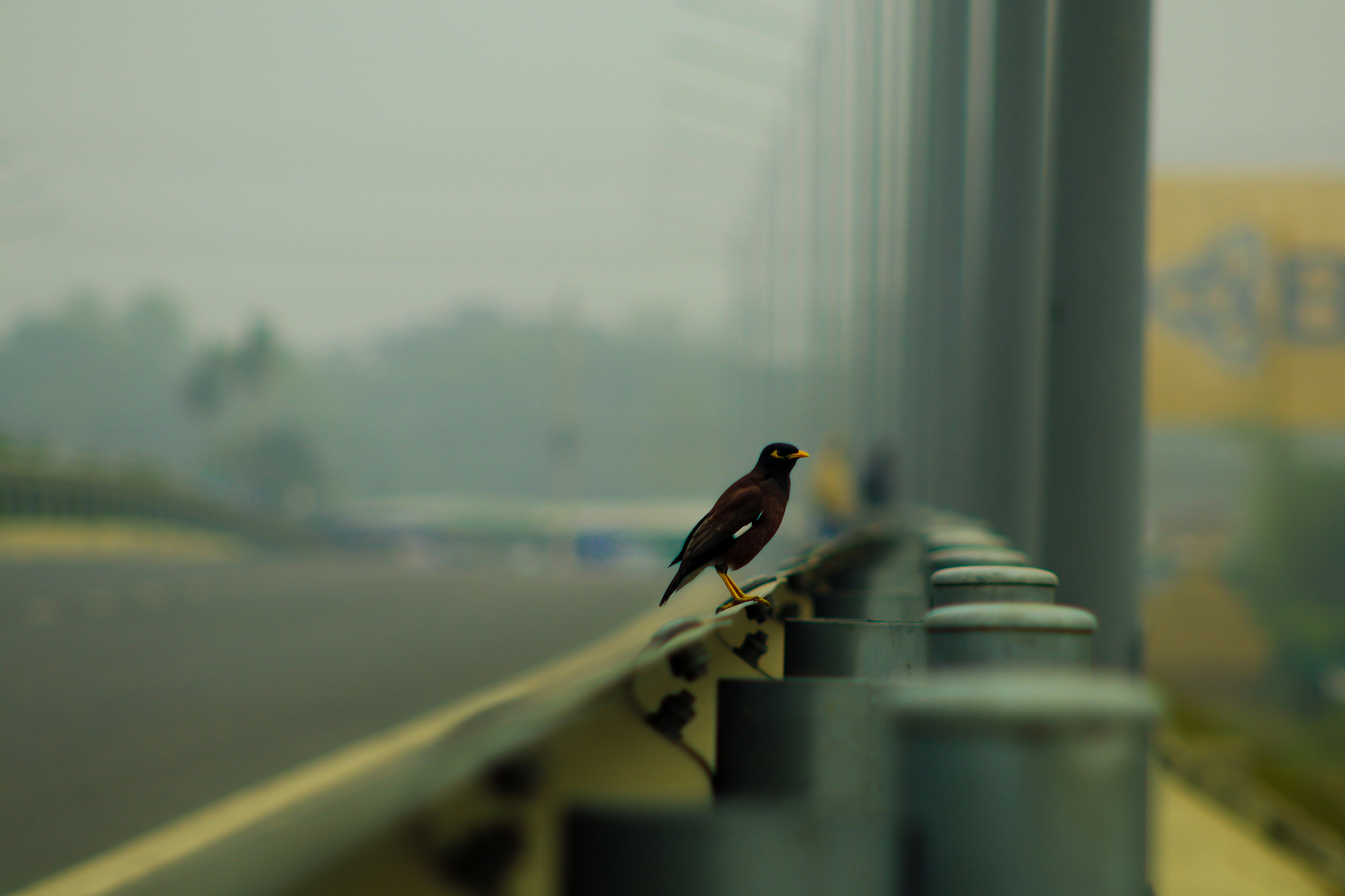 a small bird sitting on a rail near a road
