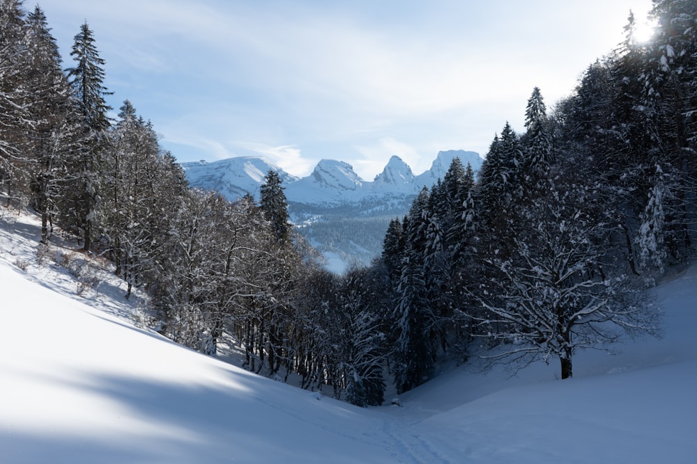 a snowy landscape with trees and mountains in the background