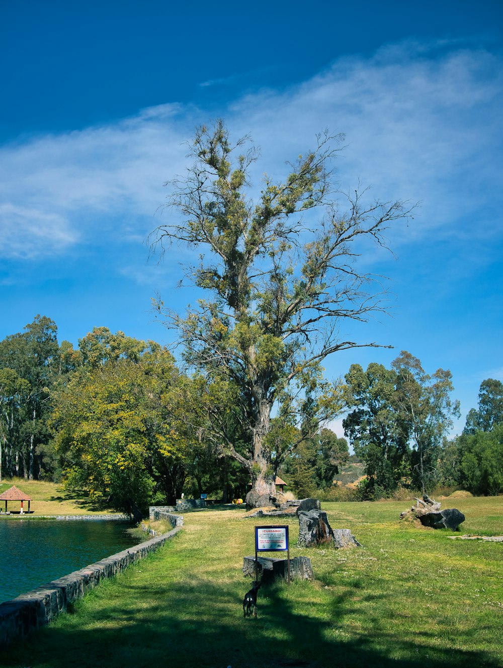 a large tree in the middle of a park