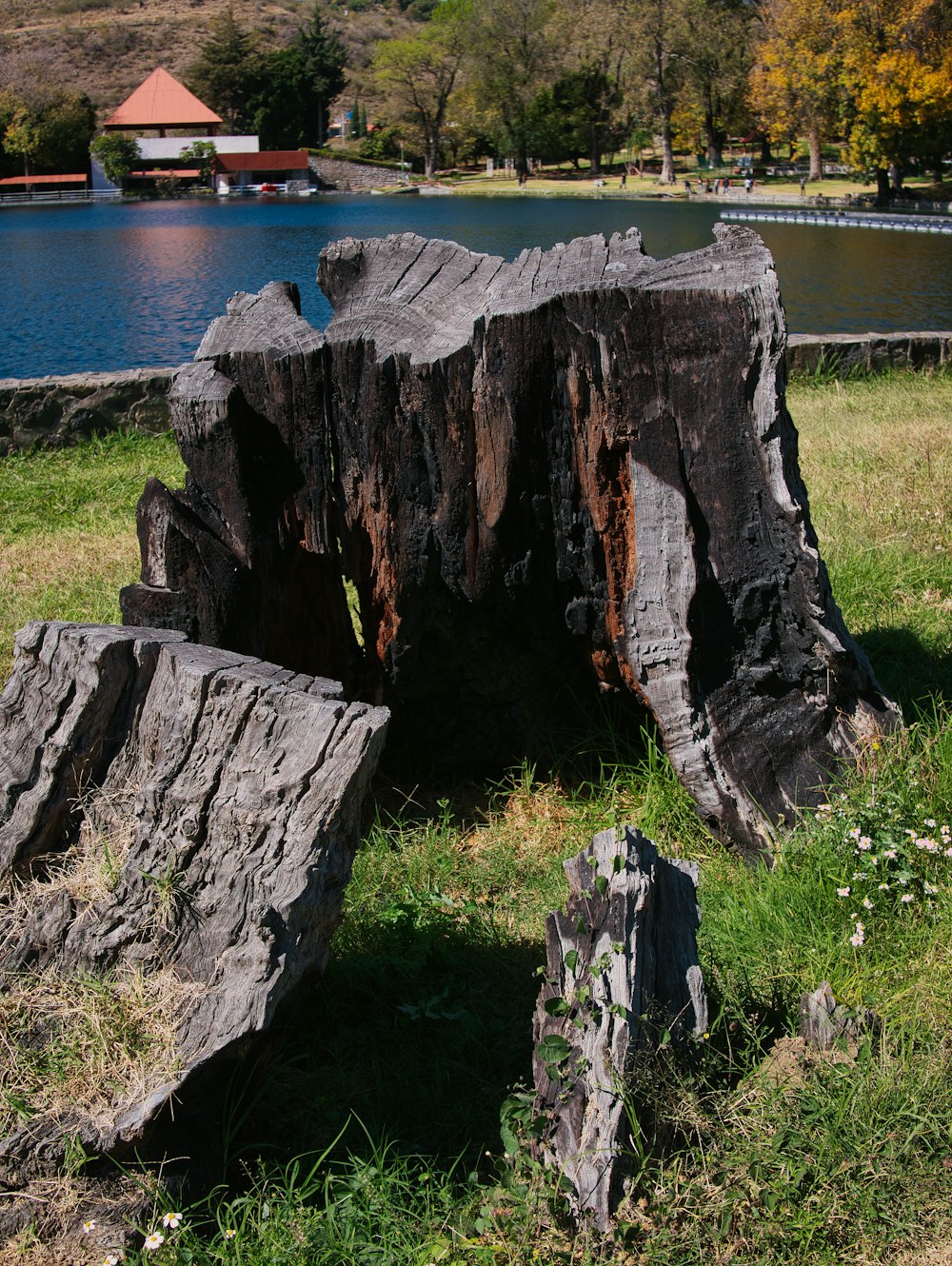 a large tree stump sitting in a field next to a lake