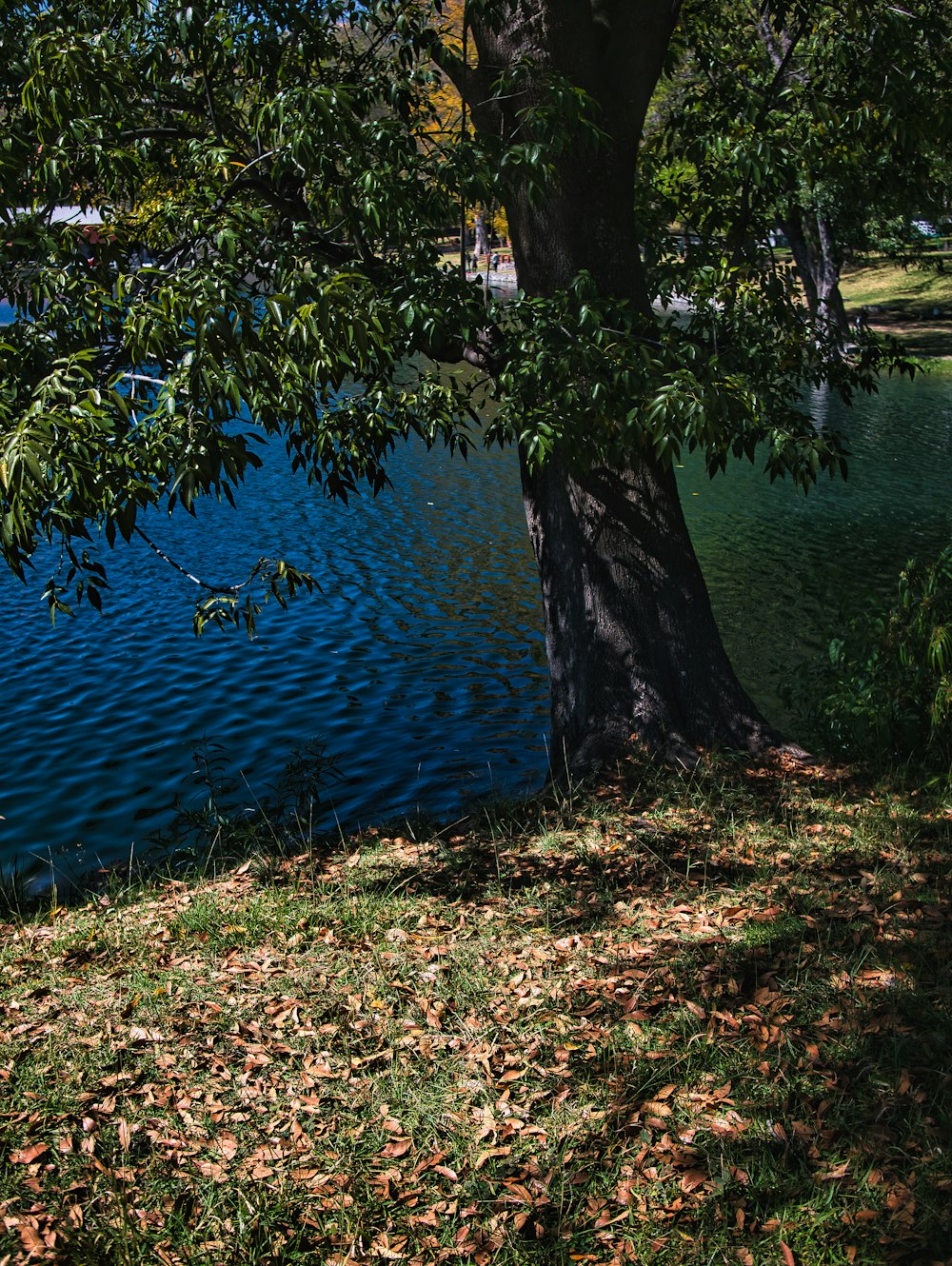 a bench under a tree next to a body of water