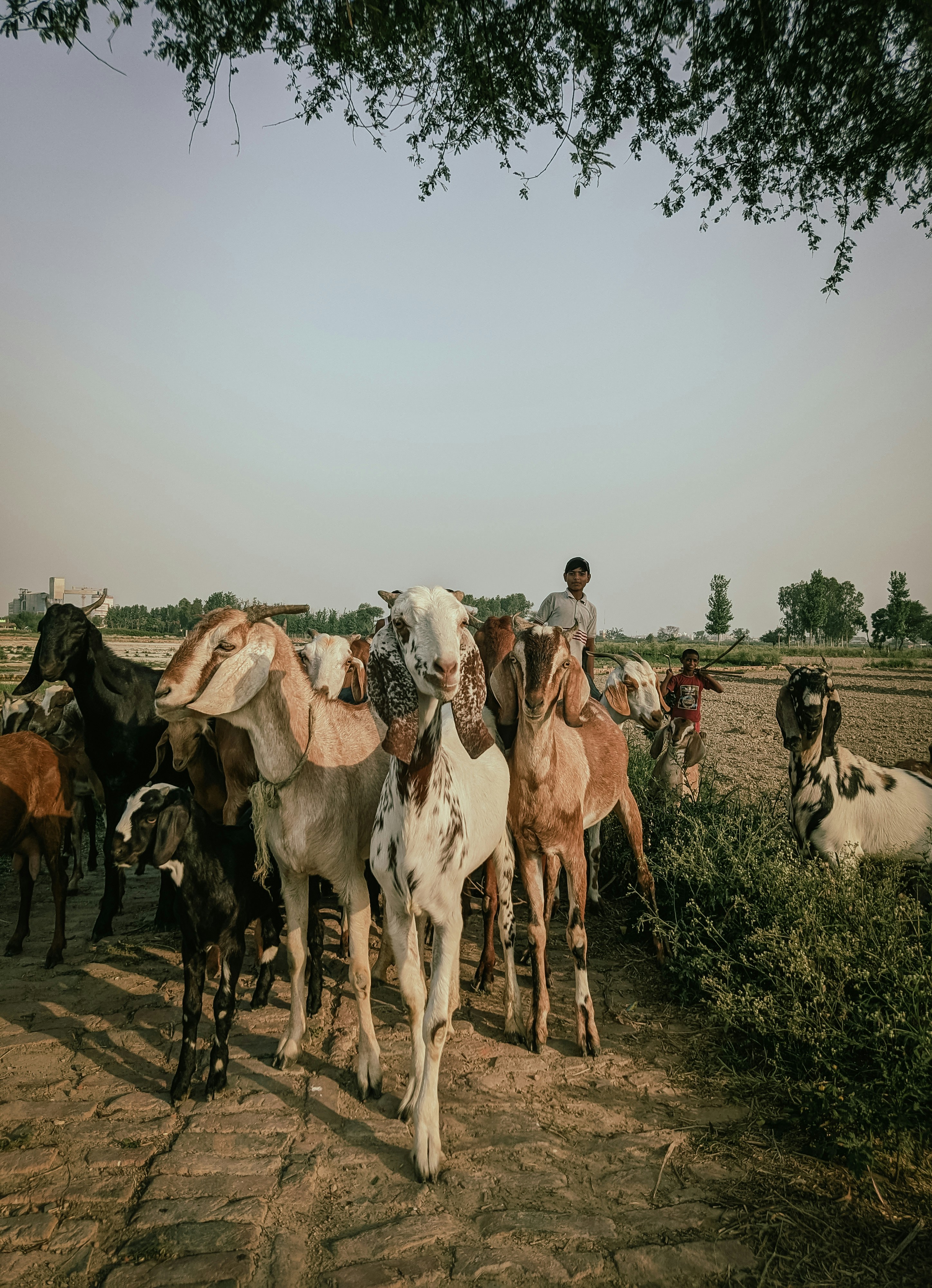 Photo by ahmadattari192