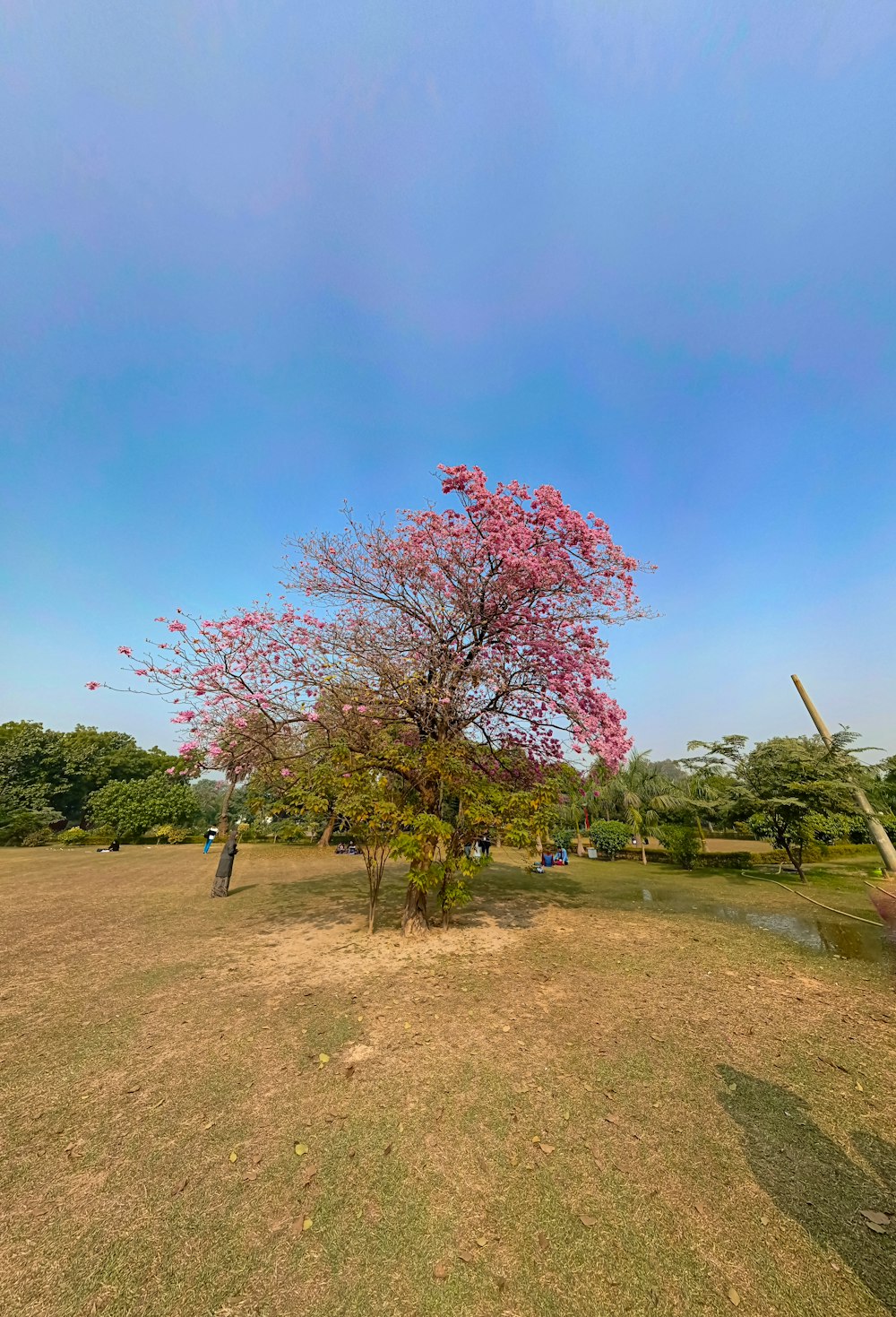 a tree with pink flowers in a field