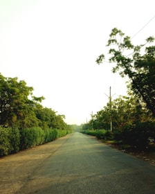 an empty road surrounded by trees and bushes