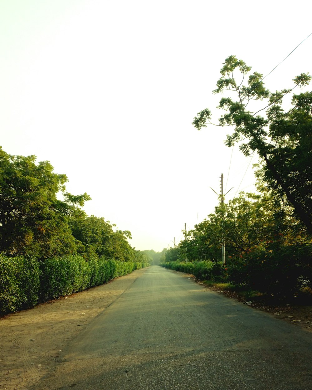 an empty road surrounded by trees and bushes