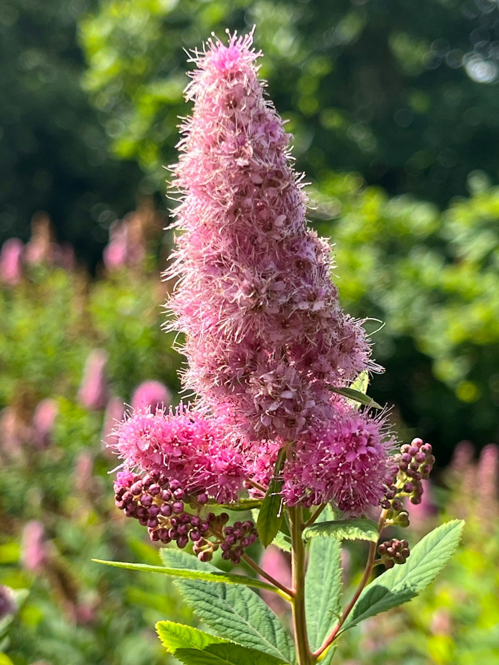 a close up of a pink flower in a field