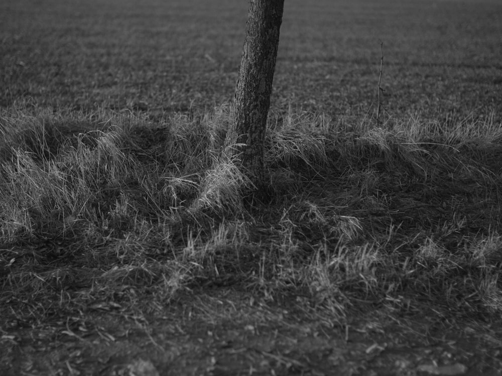 a black and white photo of a tree in a field