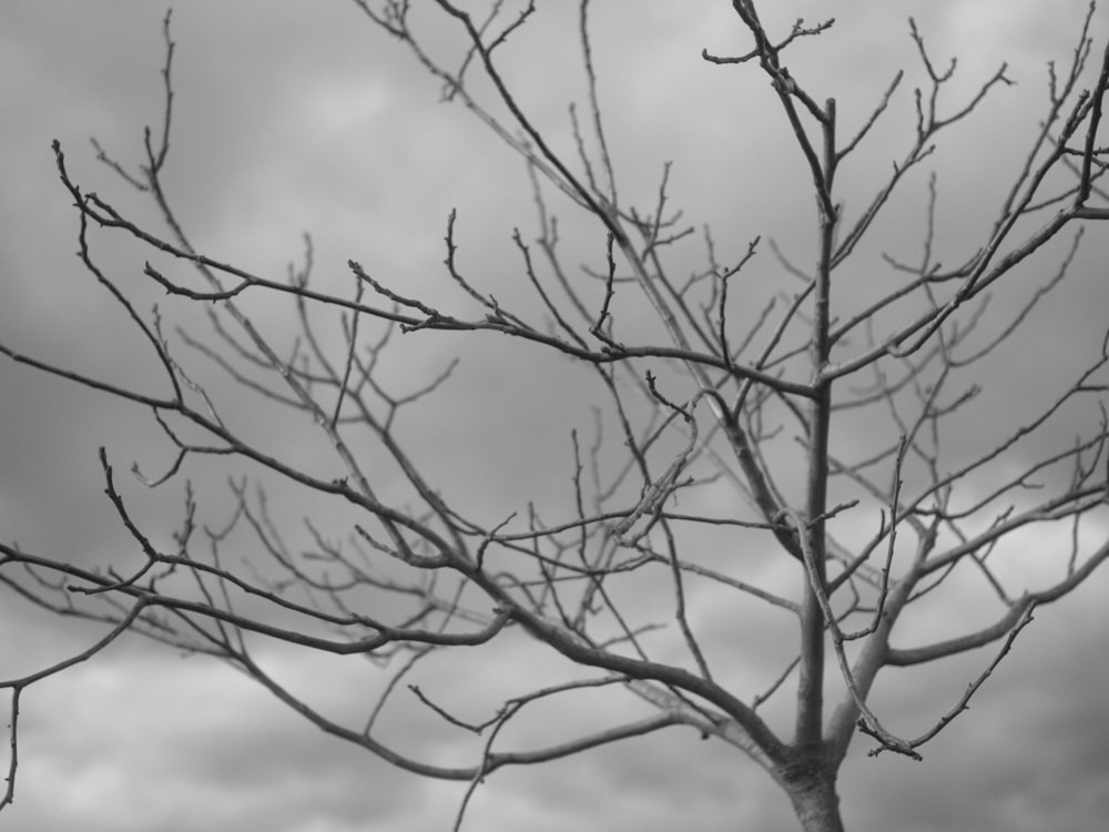 a black and white photo of a bare tree