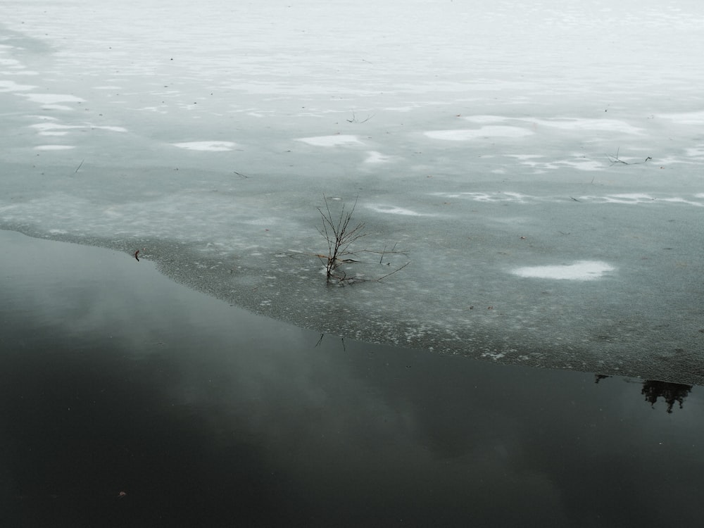 a small tree is growing out of the ice