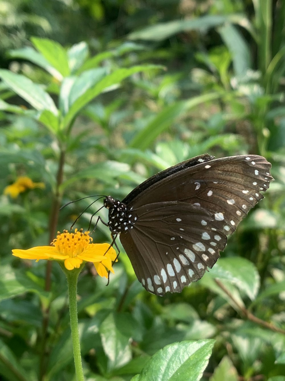 ein schwarz-weißer Schmetterling, der auf einer gelben Blume sitzt
