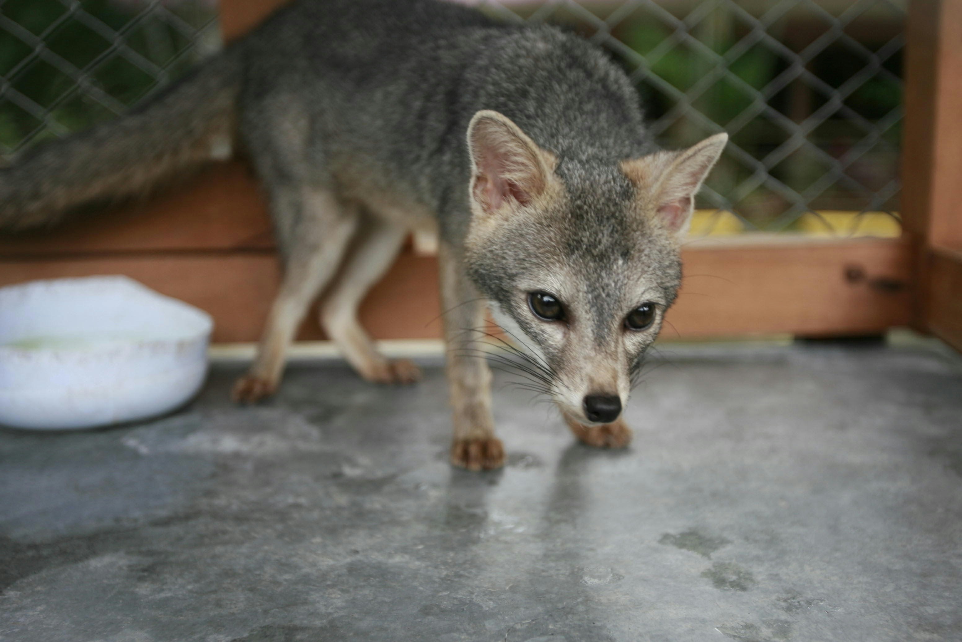 Un pequeño animal parado encima de un piso de cemento