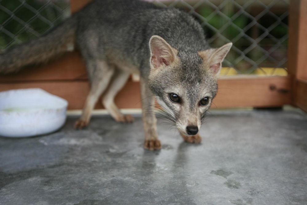 a small animal standing on top of a cement floor