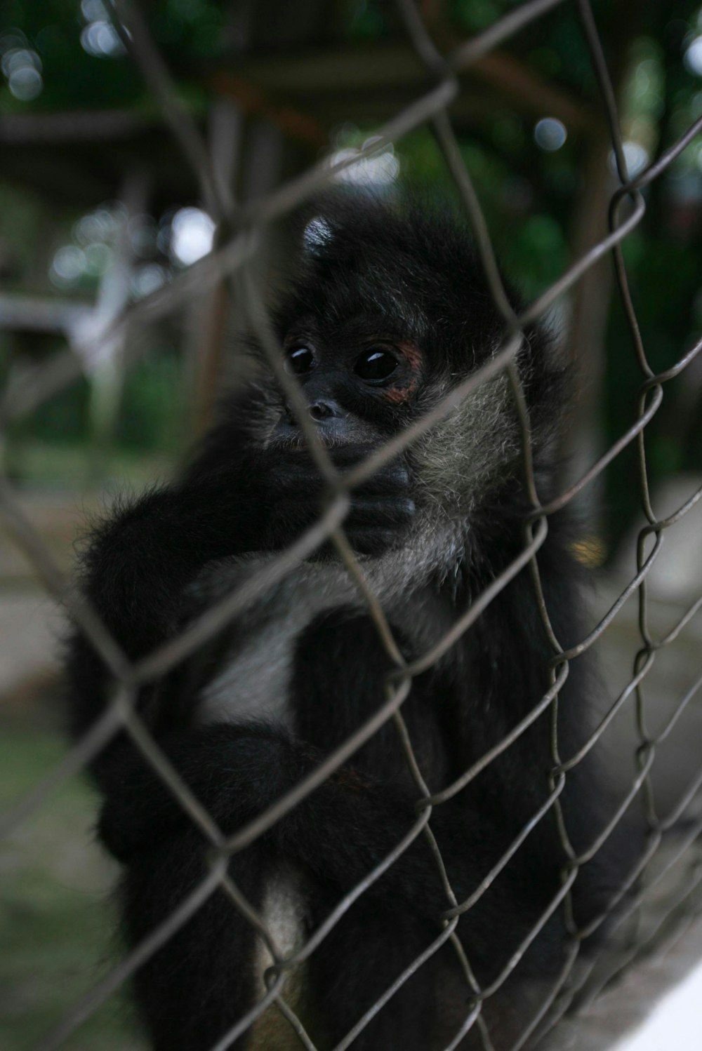 a black and white monkey behind a wire fence