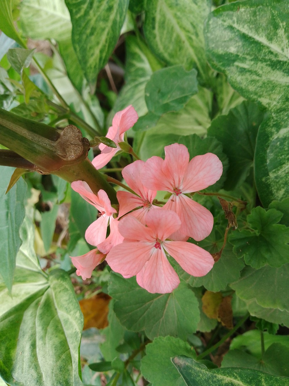 a pink flower with green leaves in the background