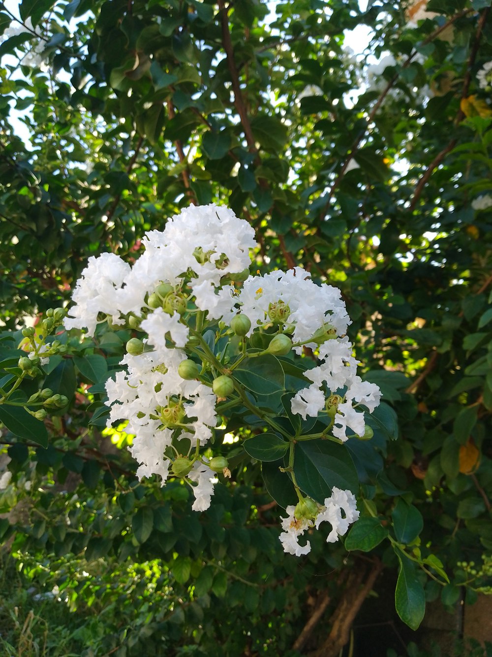 a bush with white flowers and green leaves