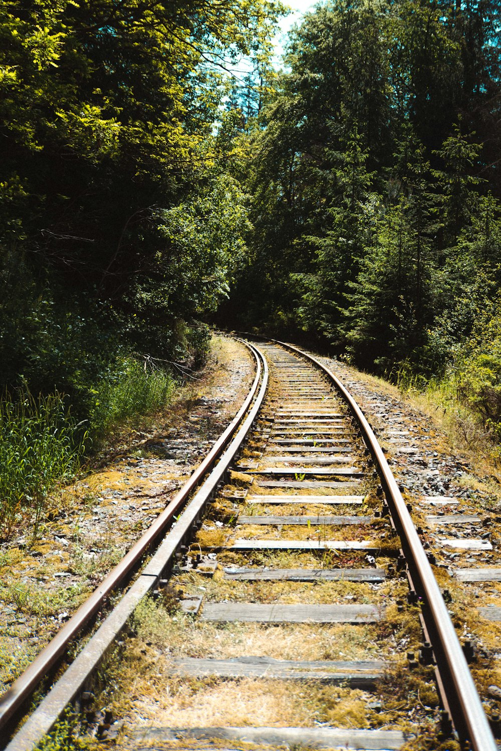 a train track in the middle of a forest