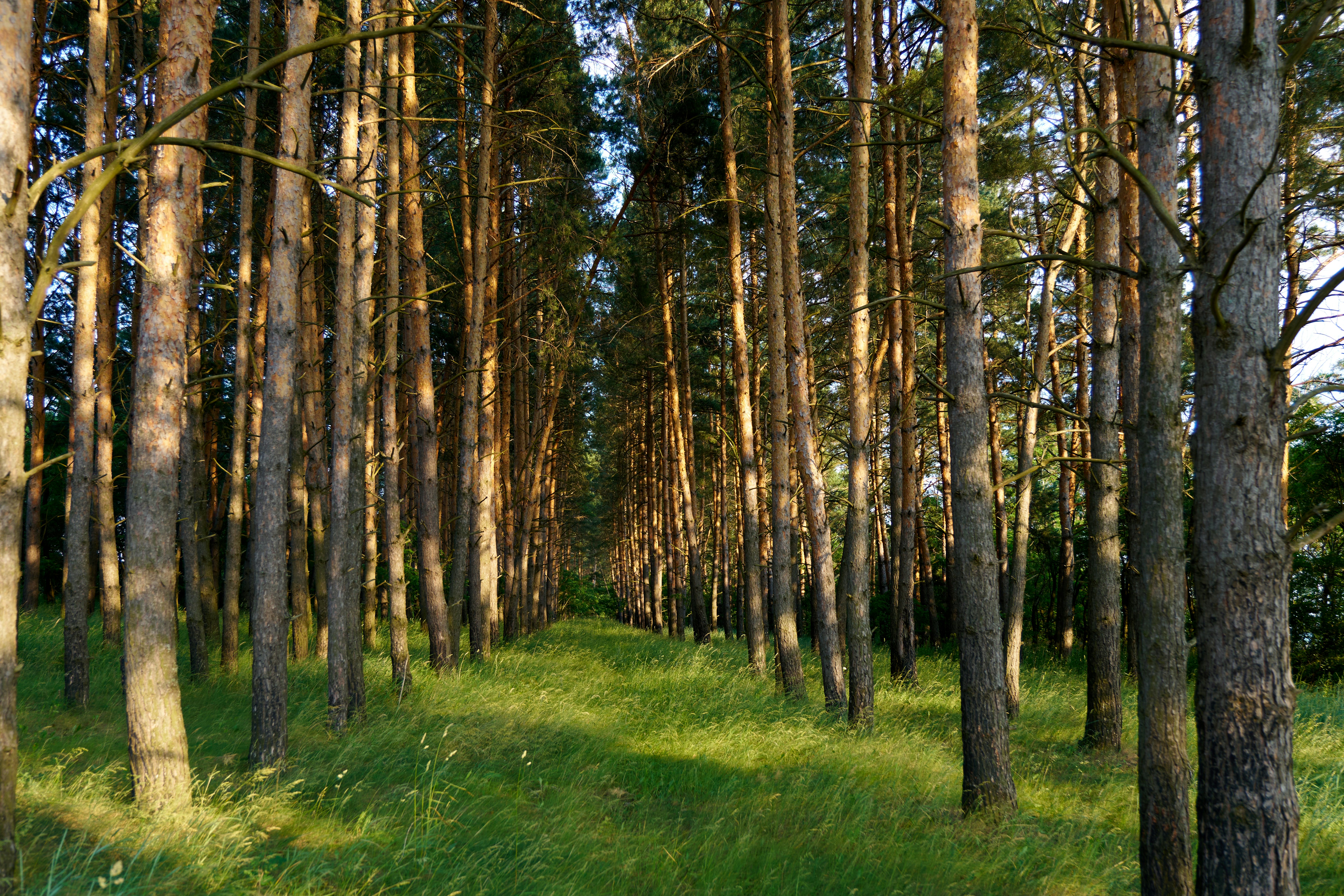 Photo by lostillusion