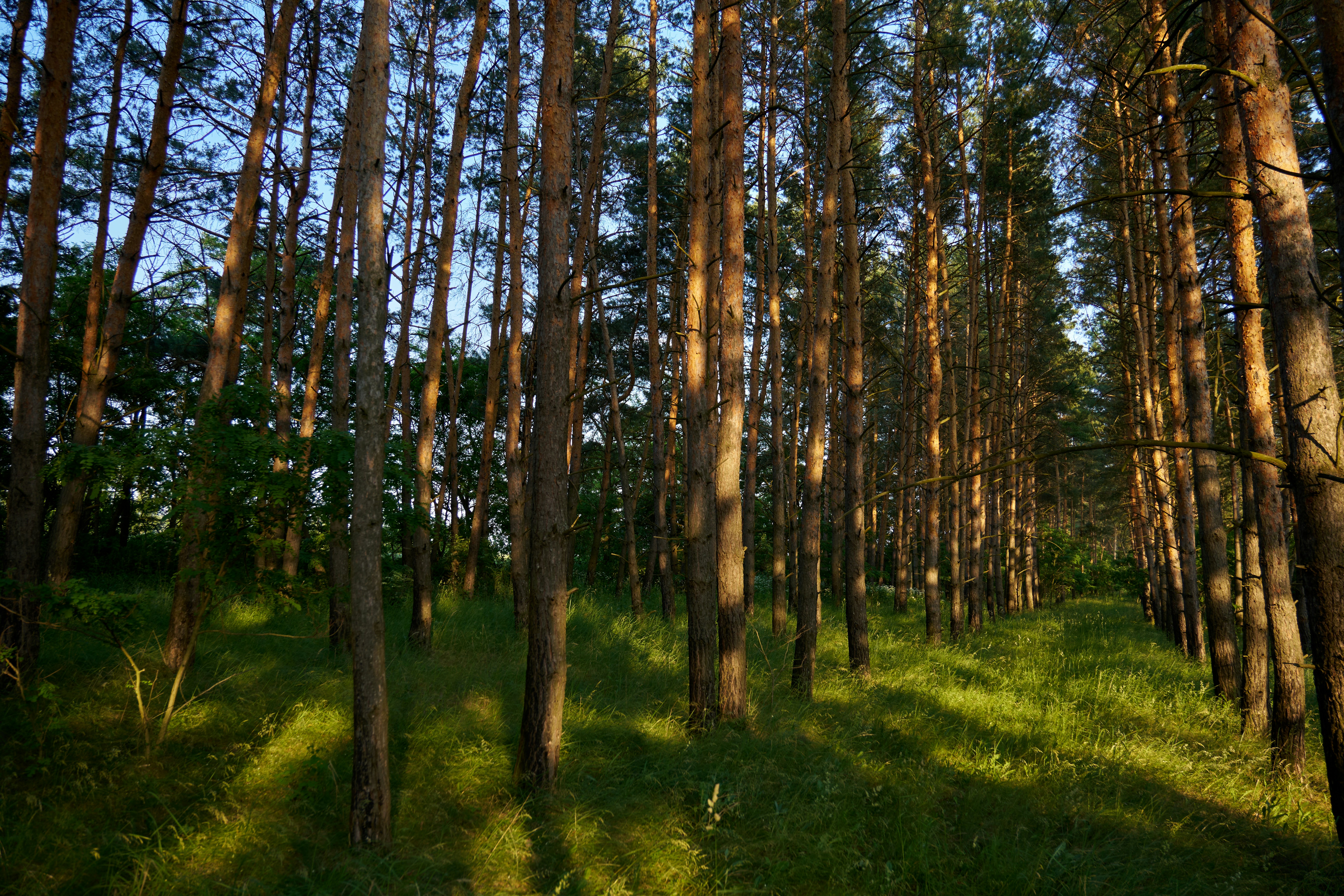 Photo by lostillusion