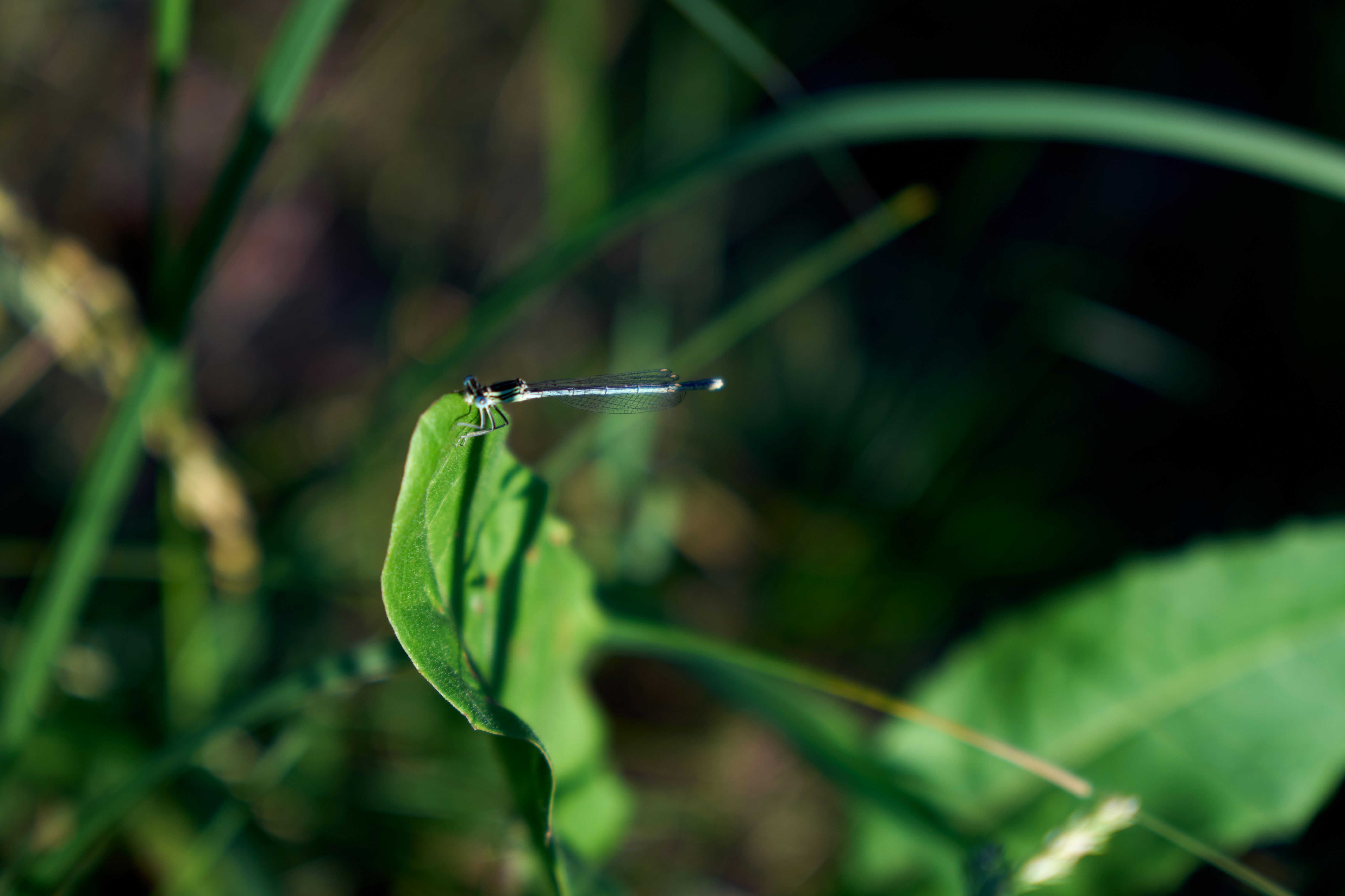 Photo by lostillusion