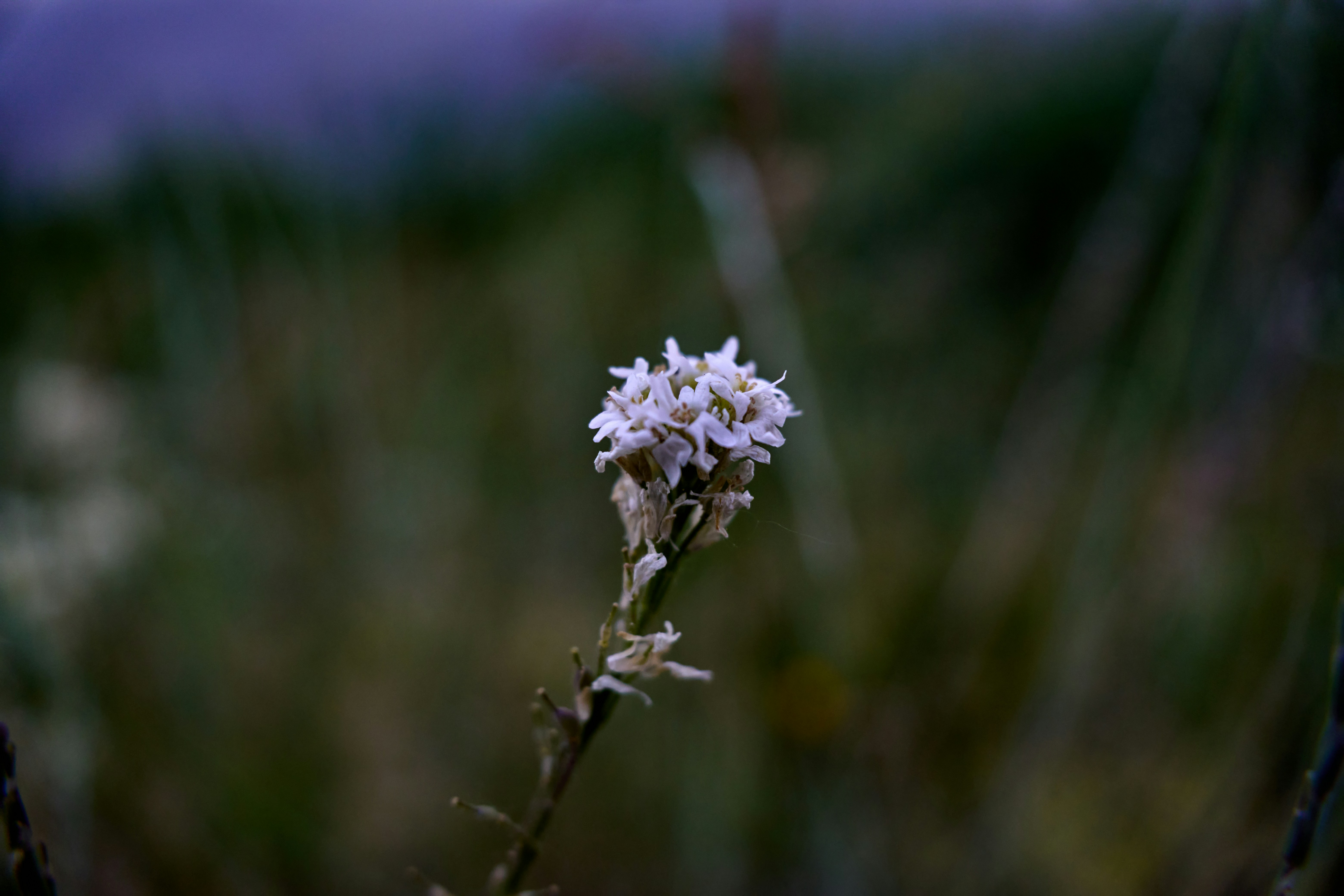 Photo by lostillusion