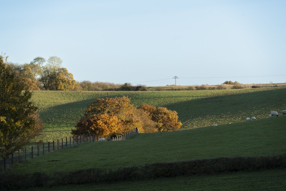 a grassy field with a fence and trees