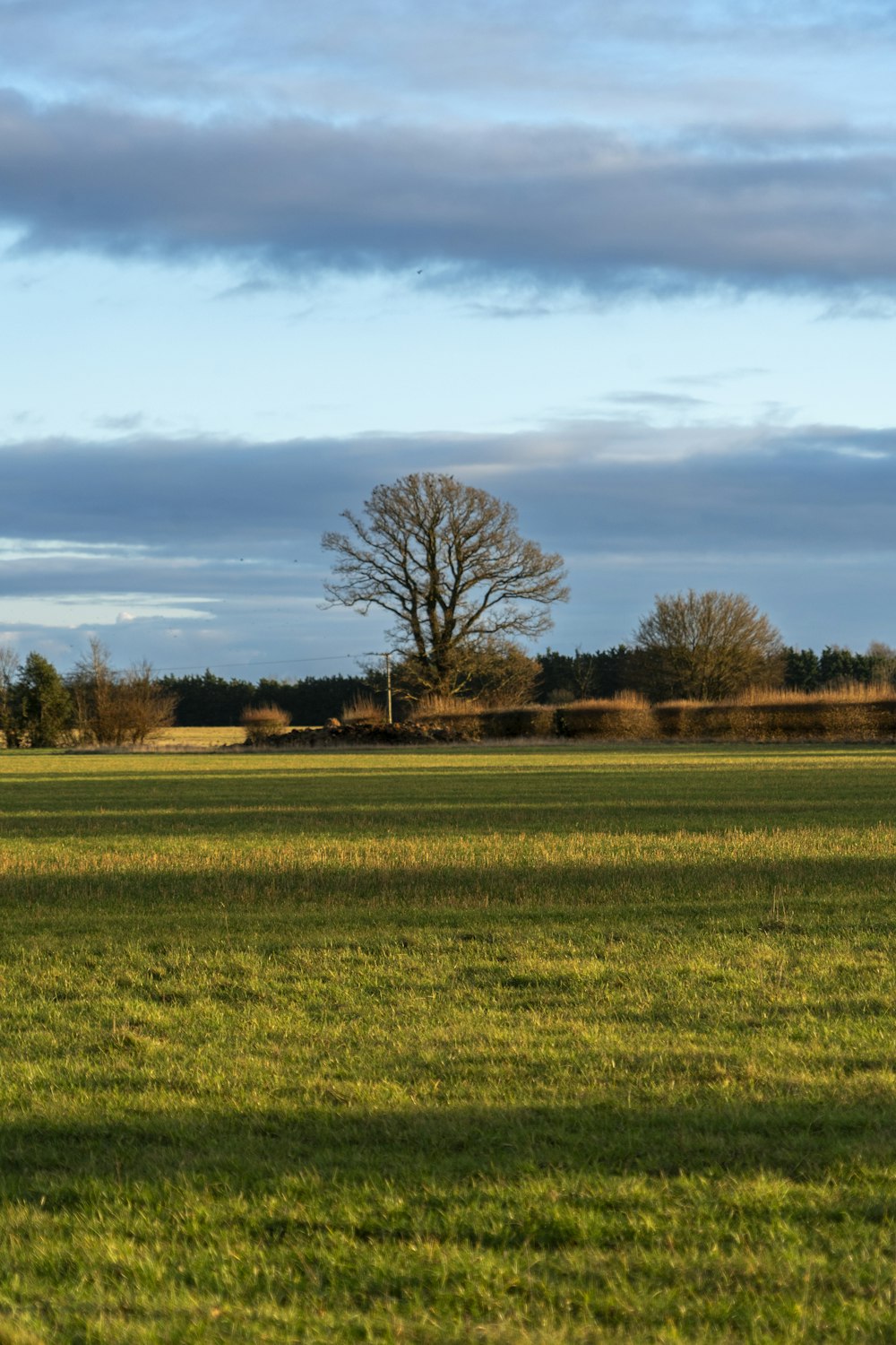 a field with a lone tree in the distance