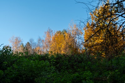 Autumn trees bathed in orange sunlight