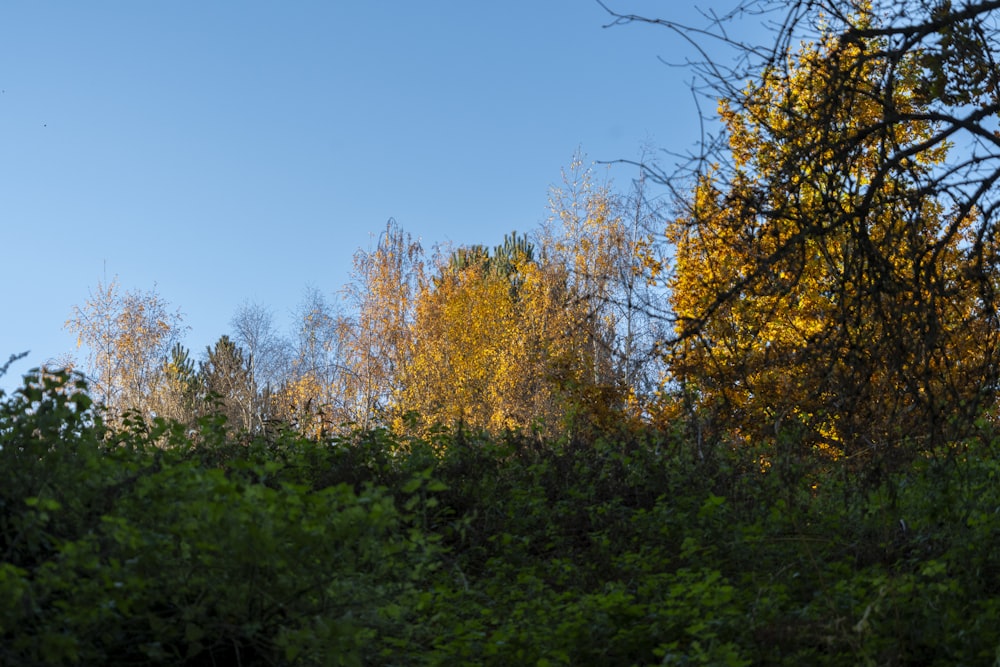 trees with yellow leaves in the foreground and a blue sky in the background