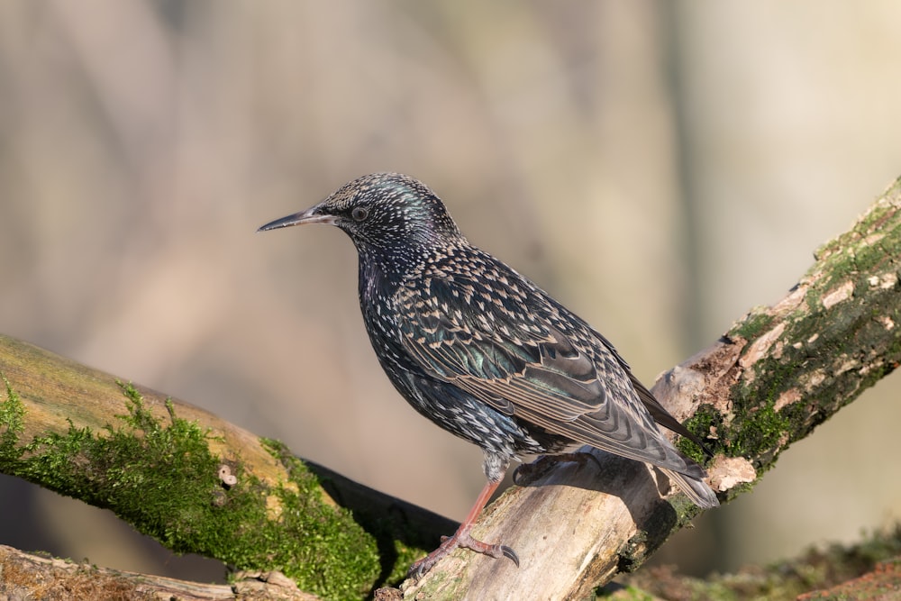 a black bird sitting on a tree branch