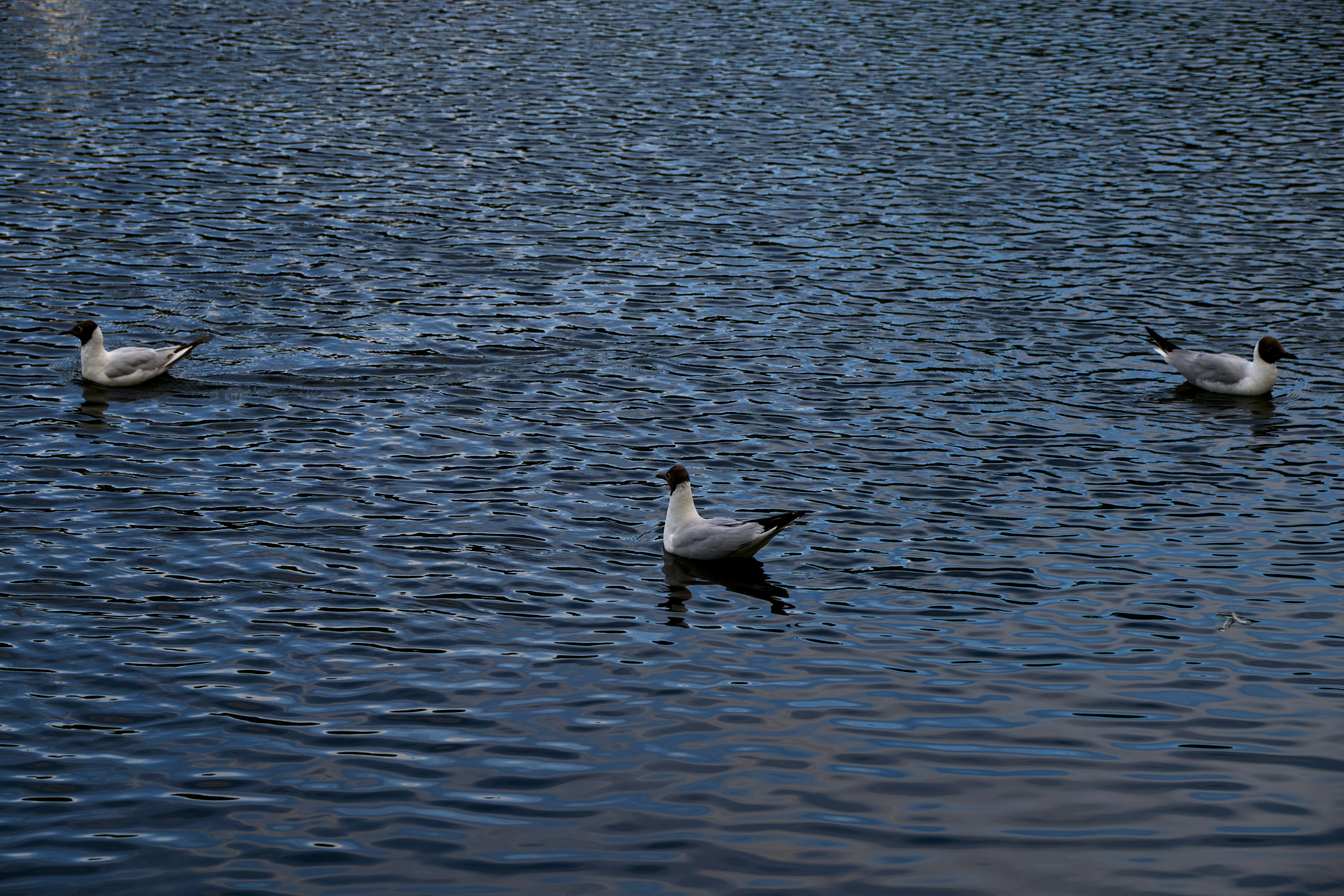 Photo by lostillusion