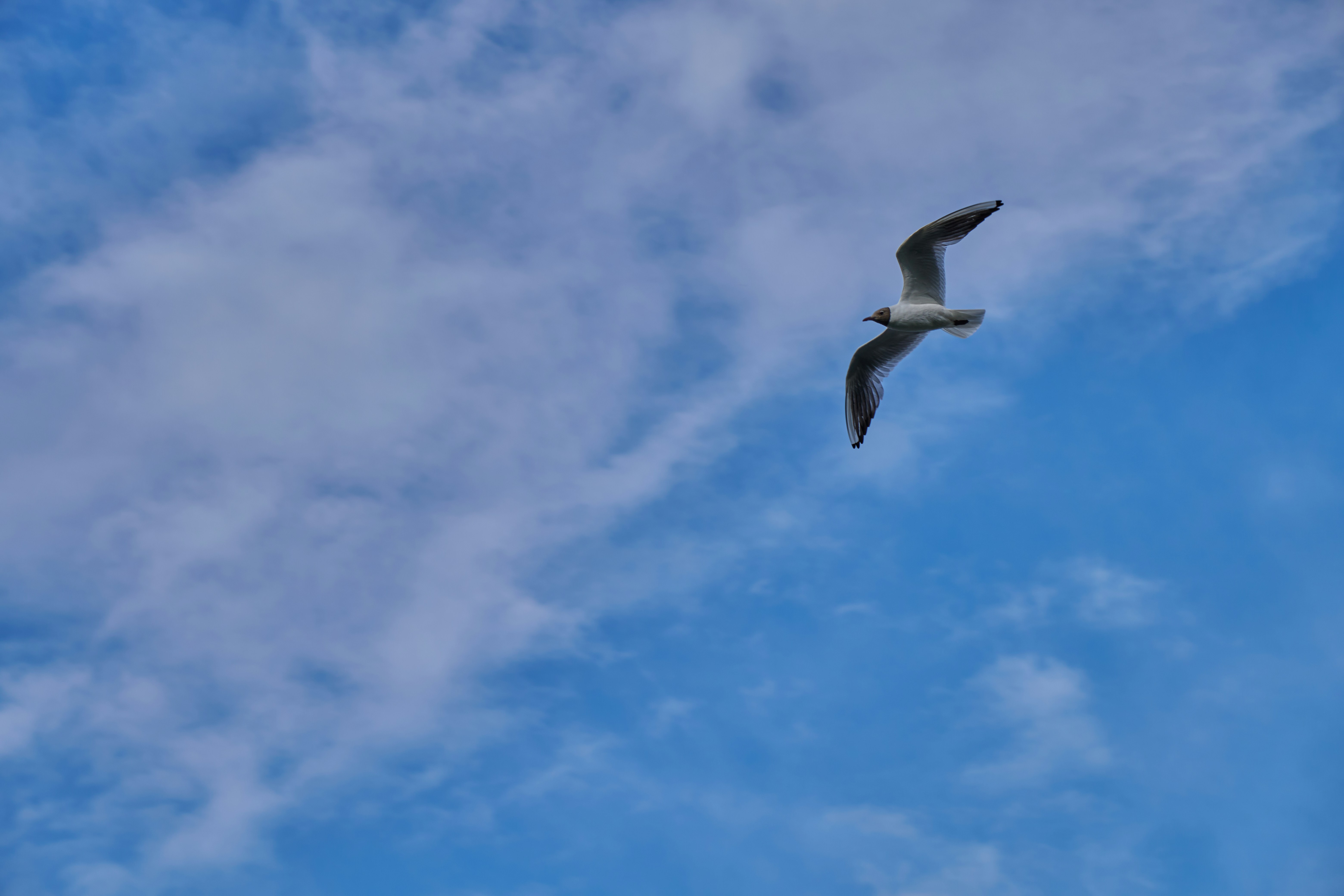 Photo by lostillusion