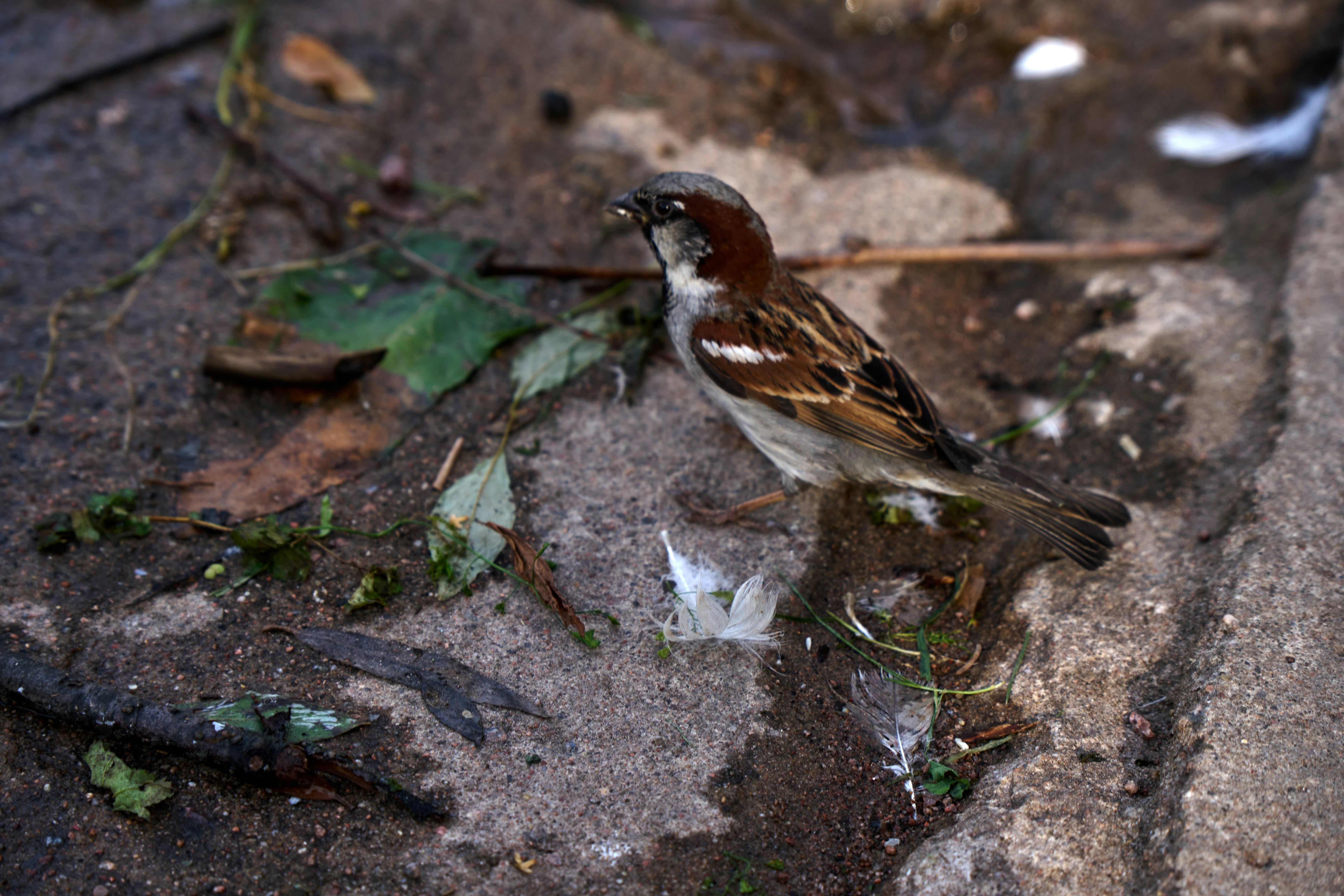 Photo by lostillusion