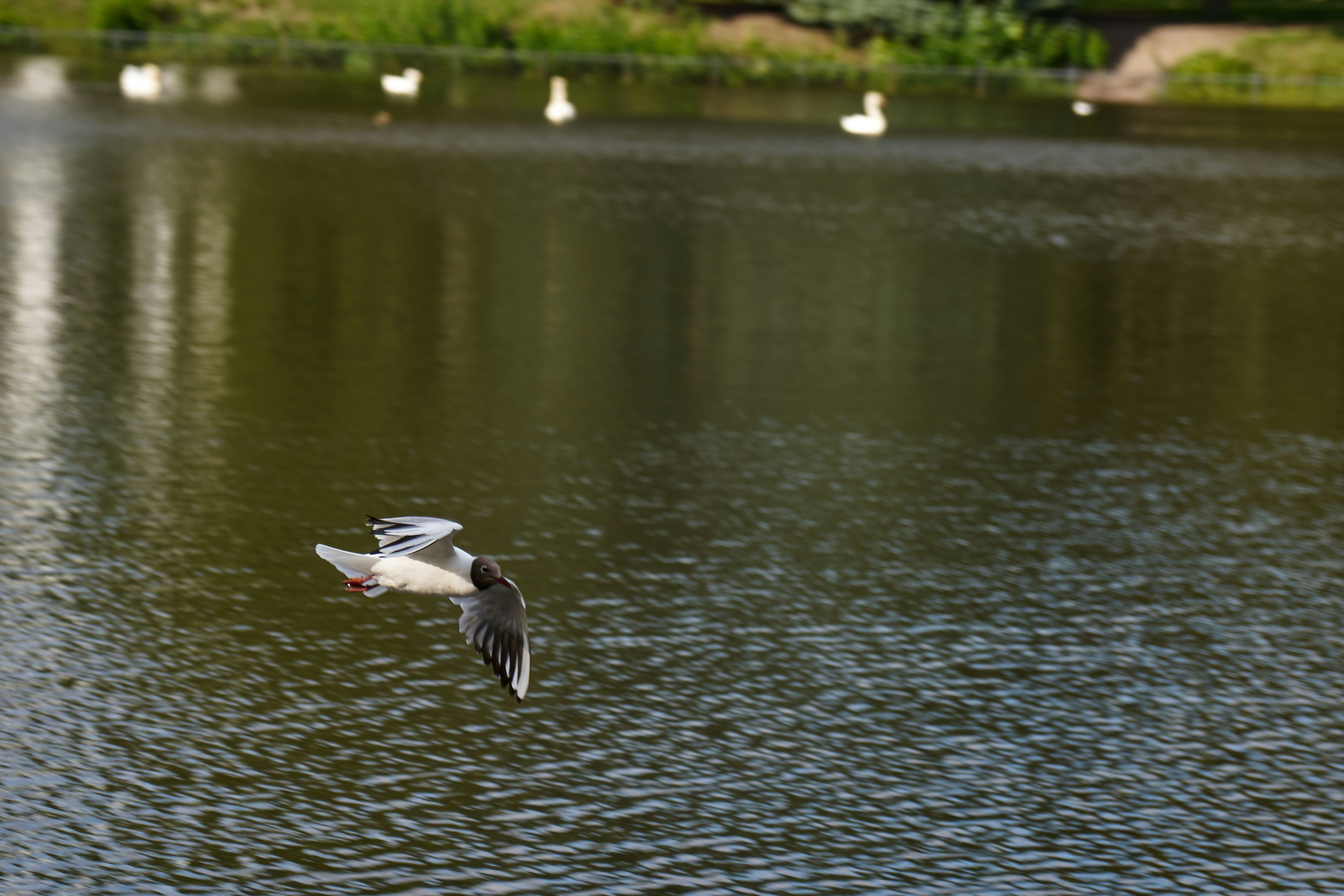 Photo by lostillusion