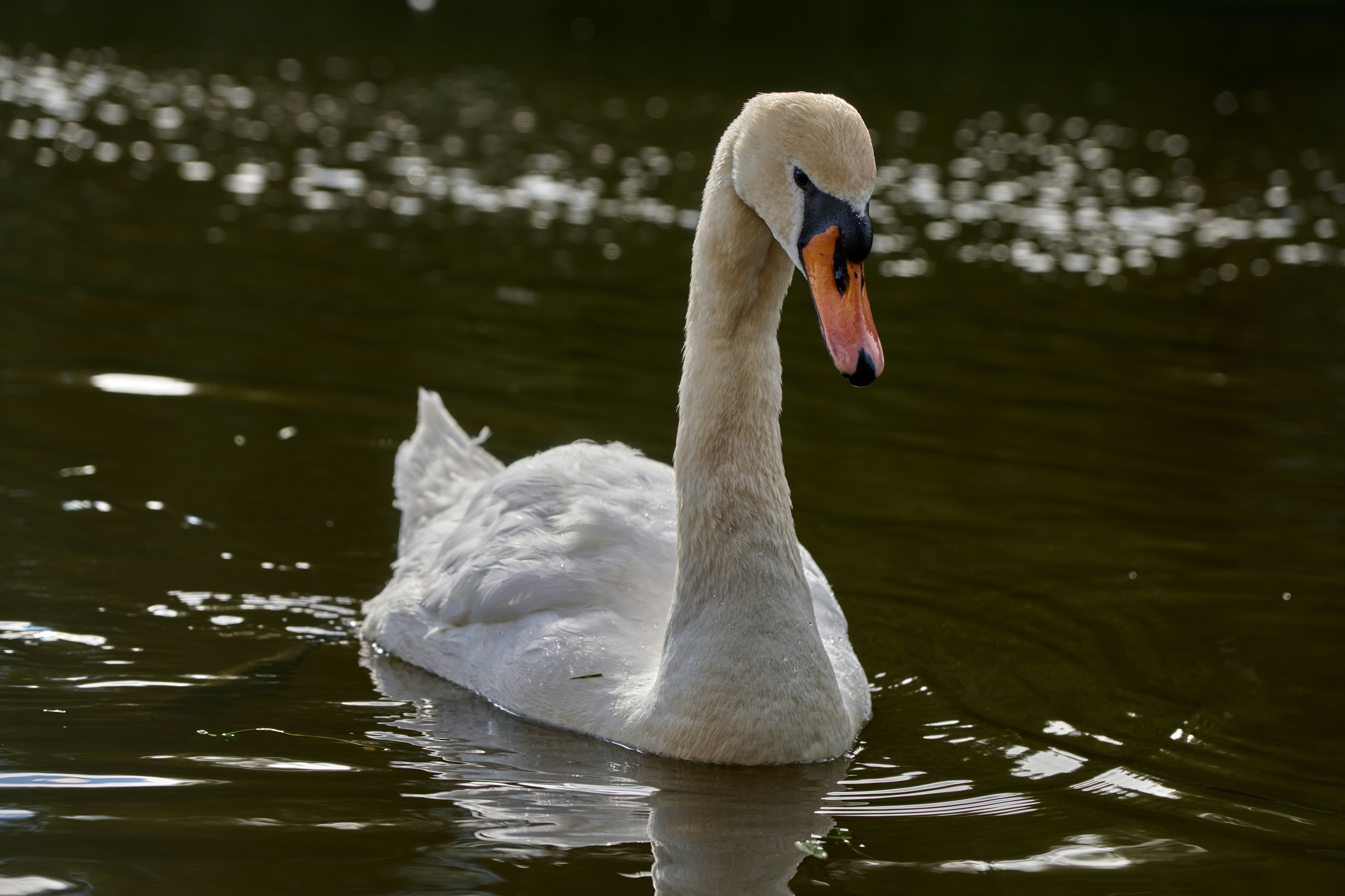 Photo by lostillusion