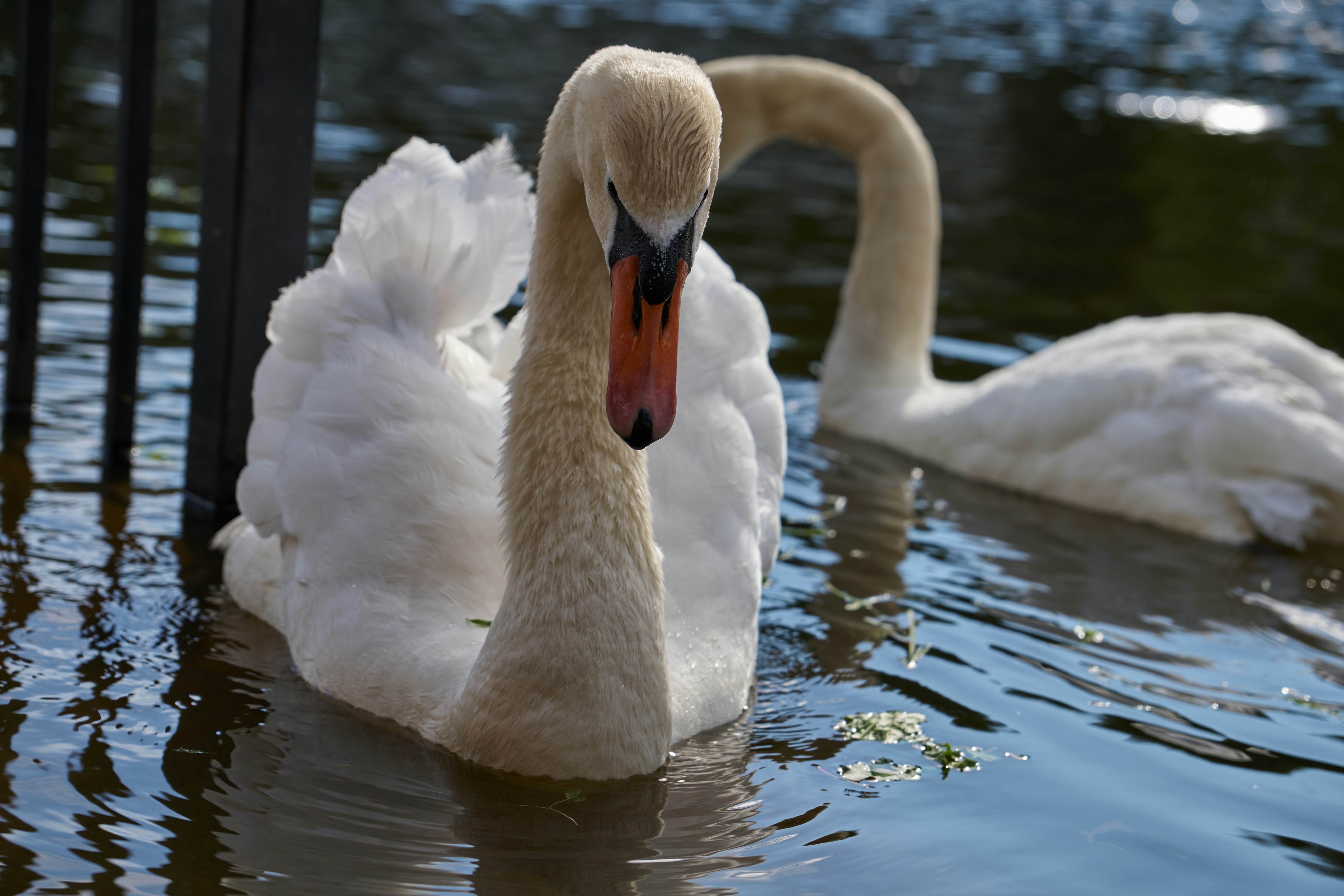 Photo by lostillusion