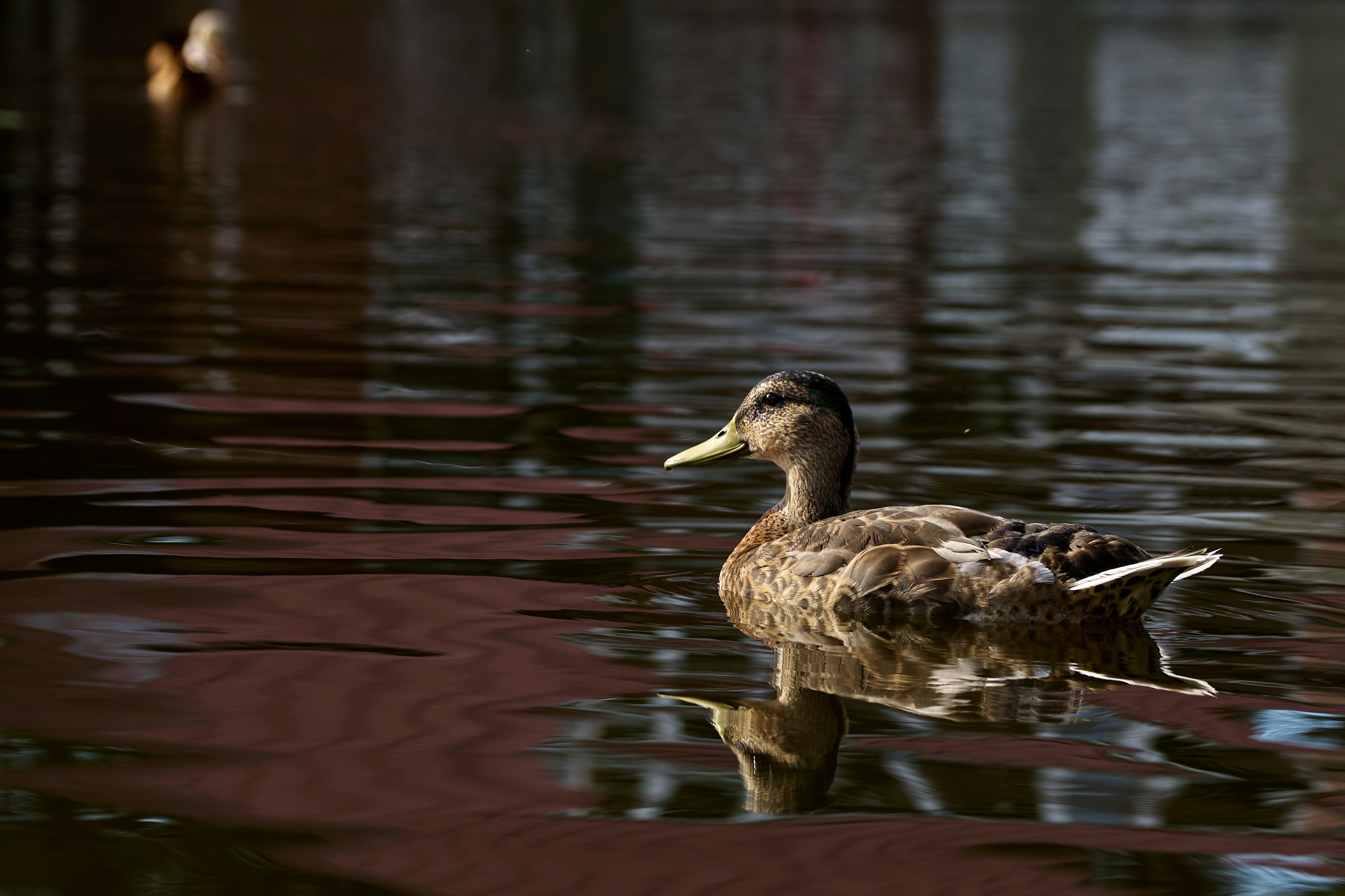 Photo by lostillusion