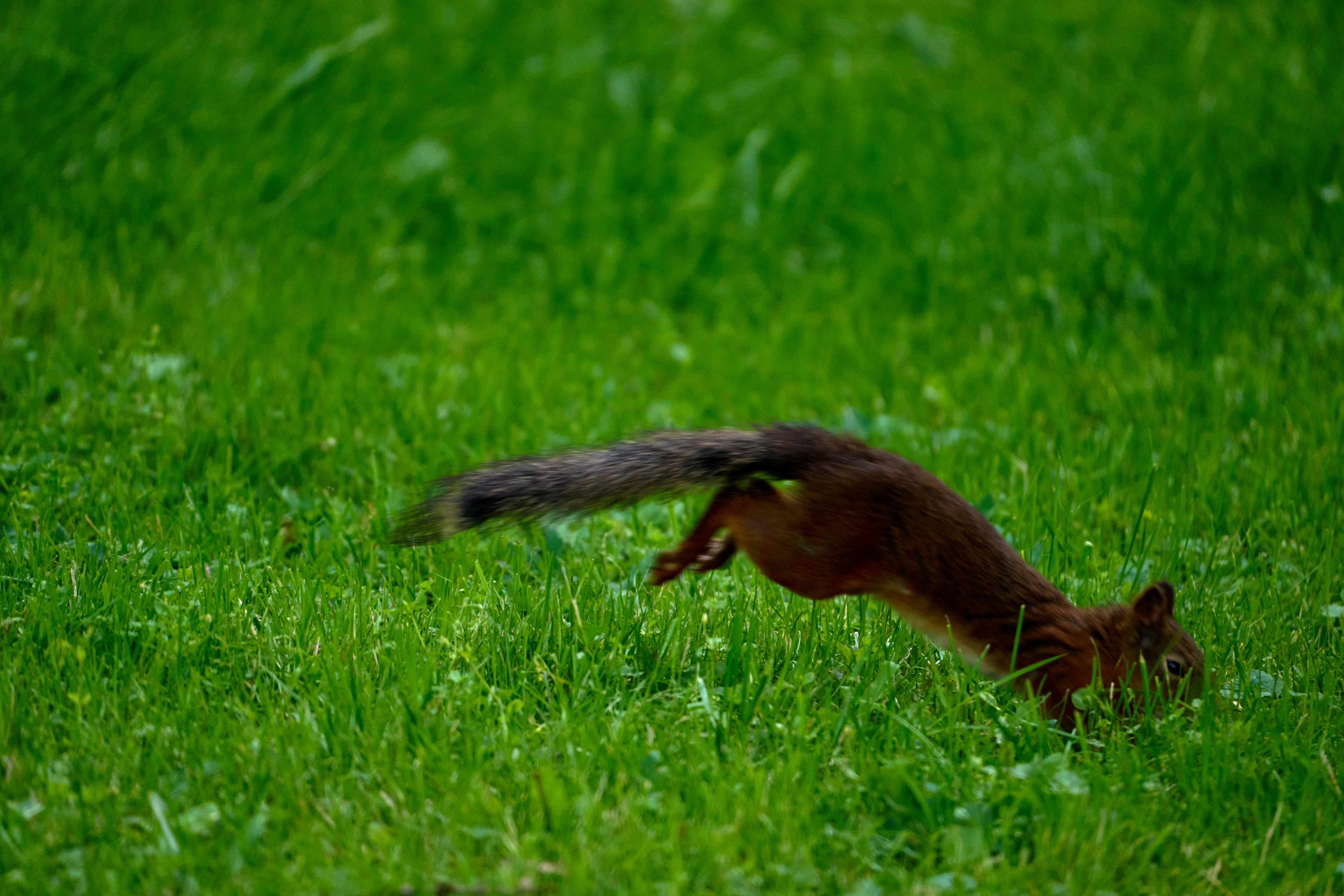 Photo by lostillusion