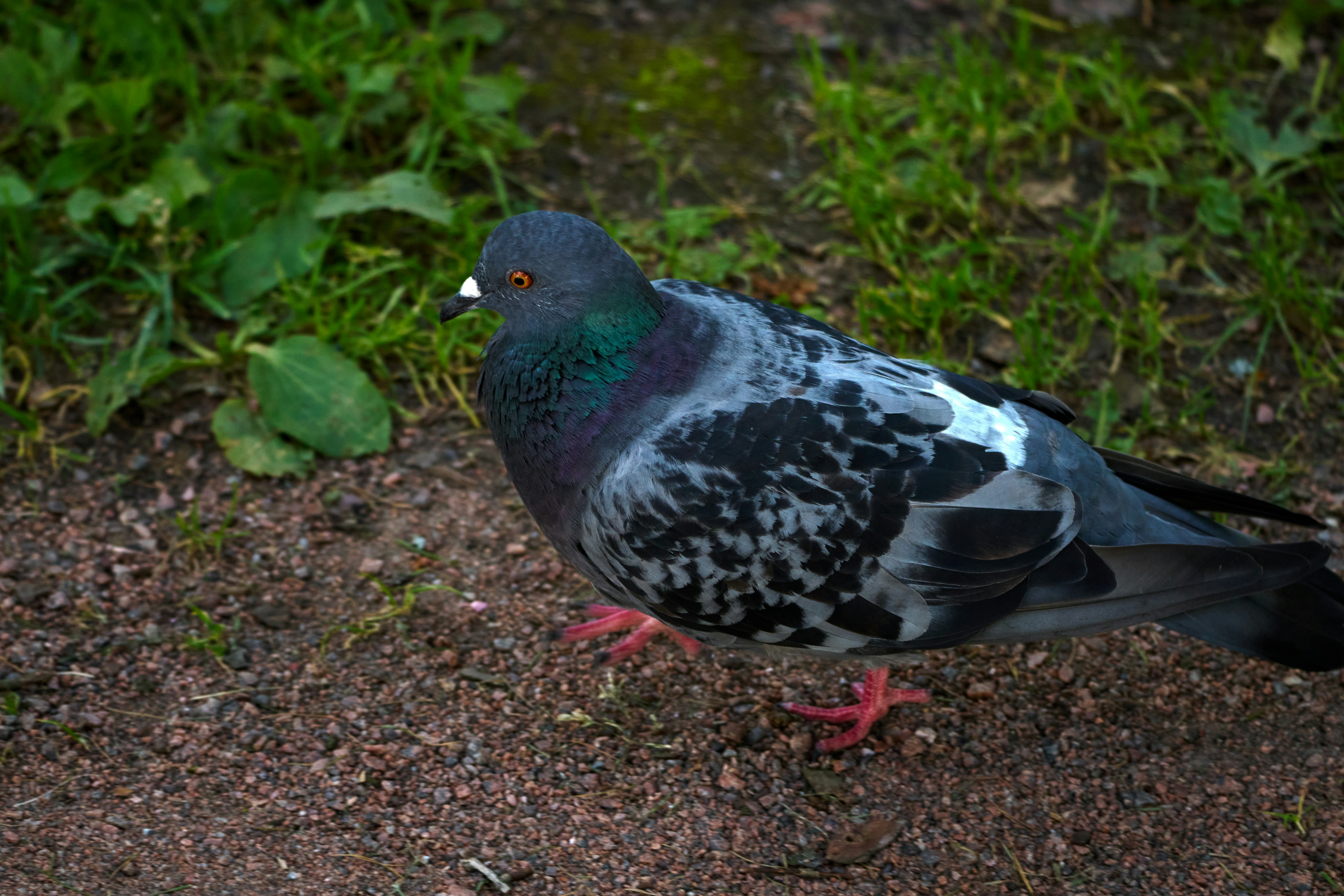 Photo by lostillusion