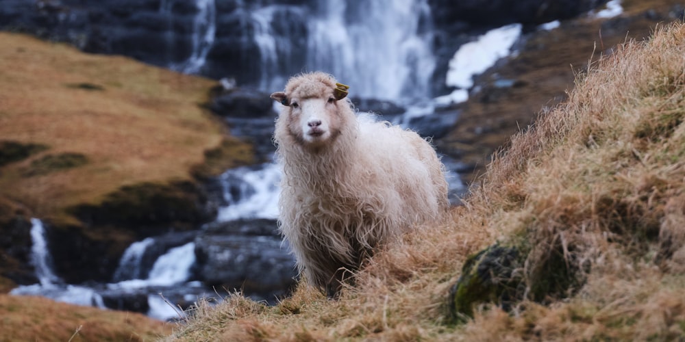 a sheep standing in front of a waterfall