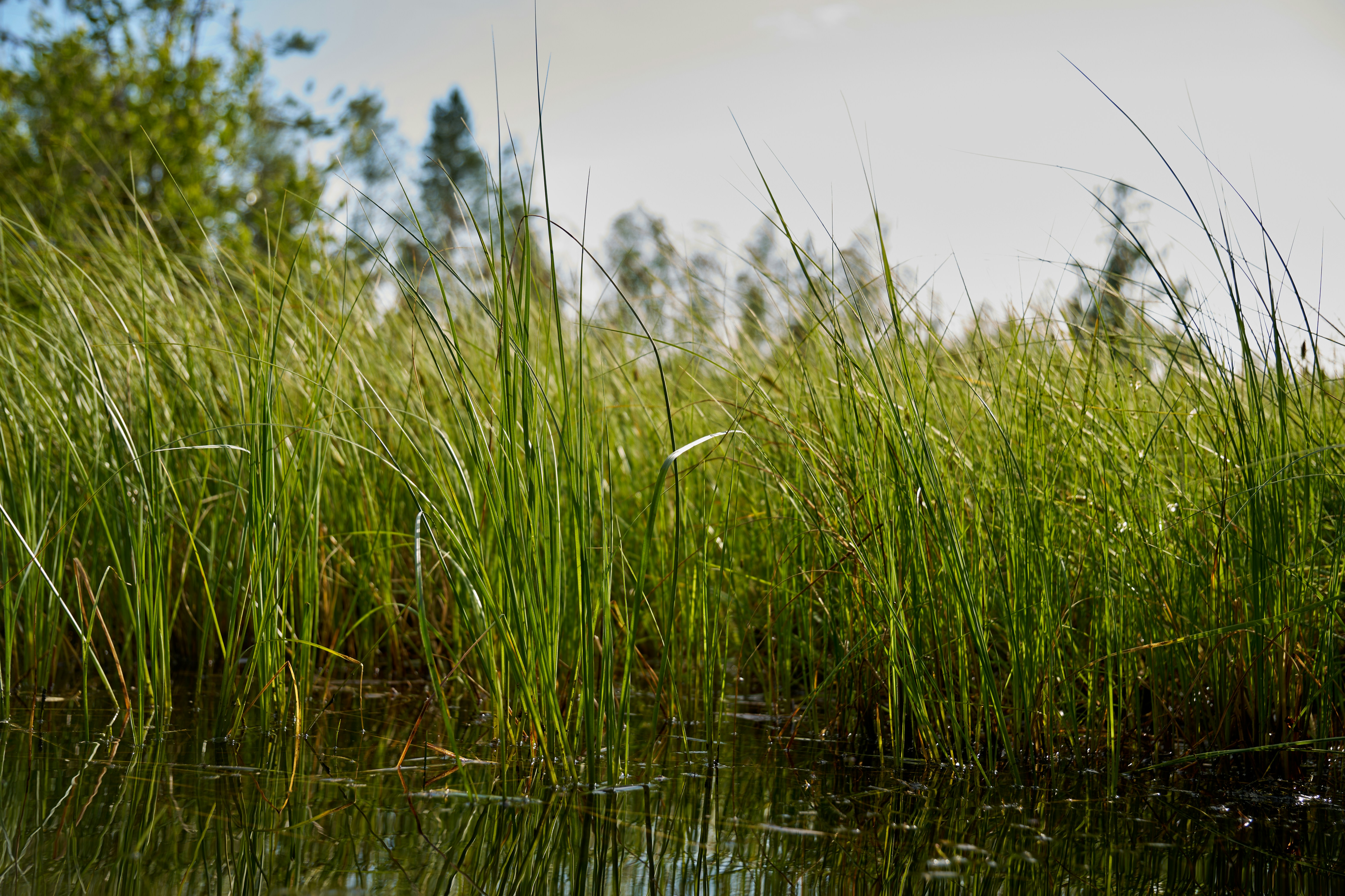 Photo by lostillusion